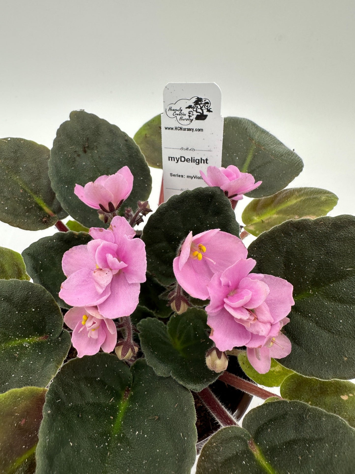 myDelight - Live African Violet 4" - Series: myViolet