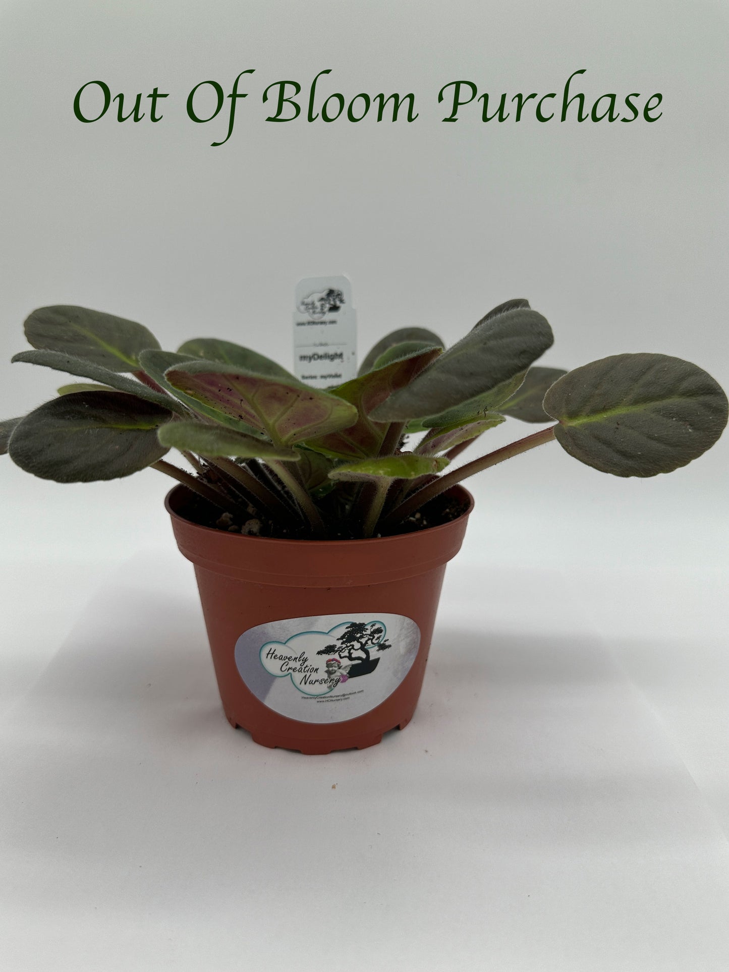myDelight - Live African Violet 4" - Series: myViolet