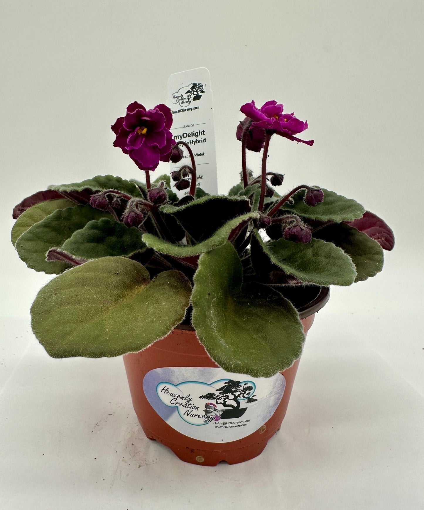 myDelight - Purple Hybrid - Live African Violet 4" - Series: myViolet