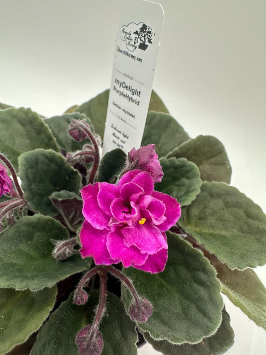 myDelight - Purple Hybrid - Live African Violet 4" - Series: myViolet