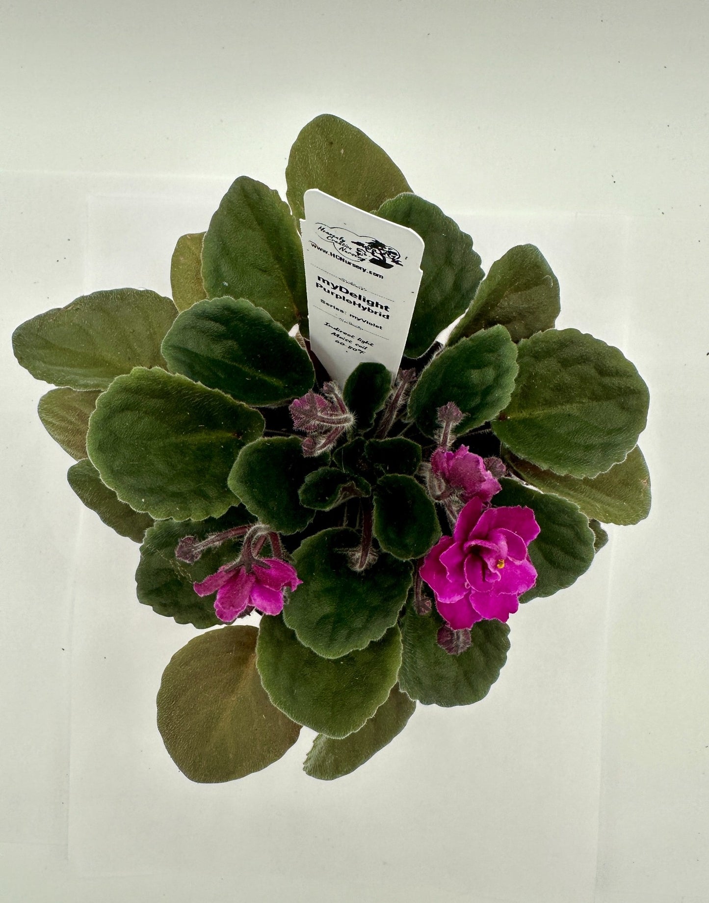 myDelight - Purple Hybrid - Live African Violet 4" - Series: myViolet