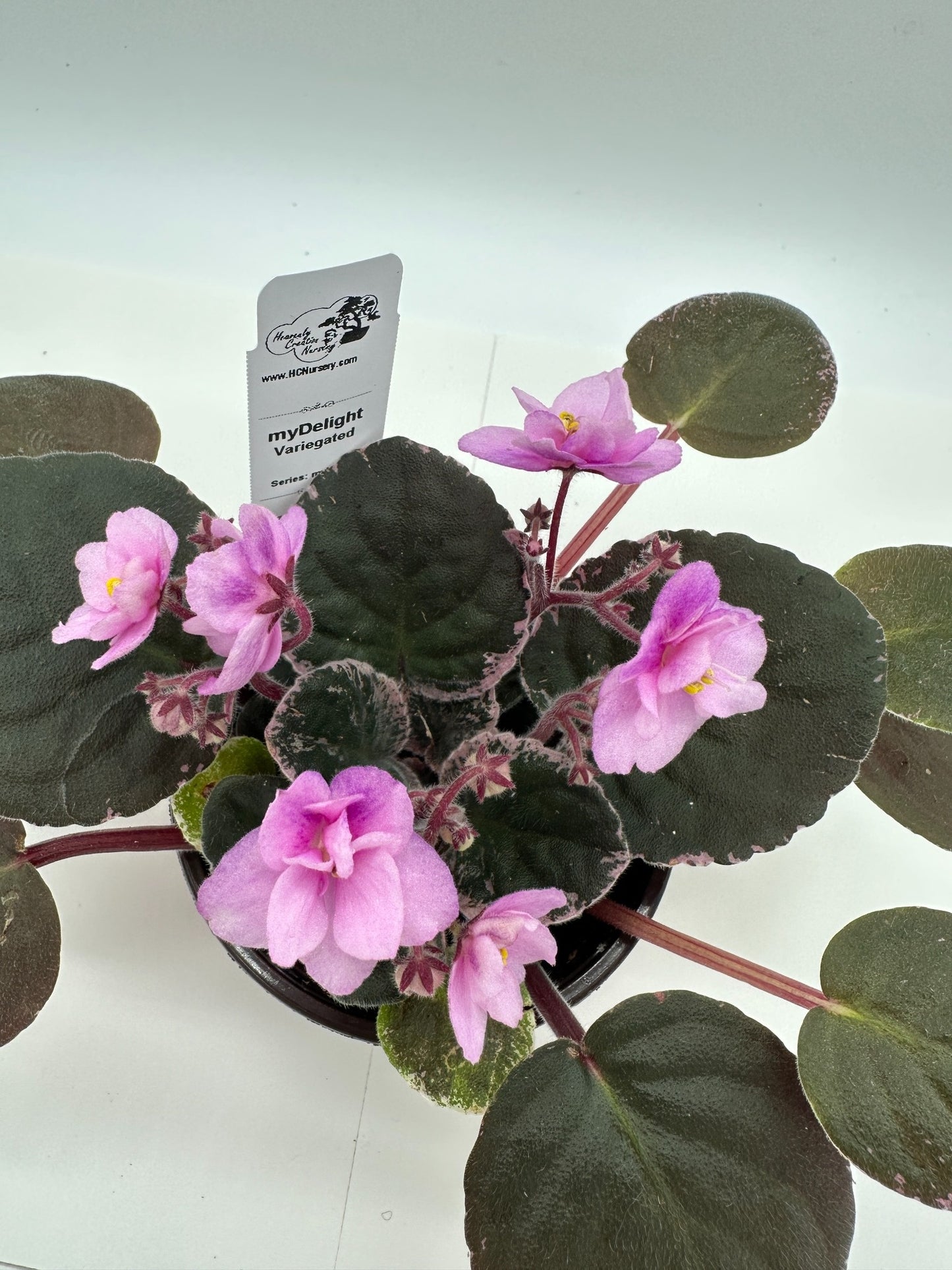 myDelight - Variegated (Rare) - Live African Violet 4" - Series: myViolet