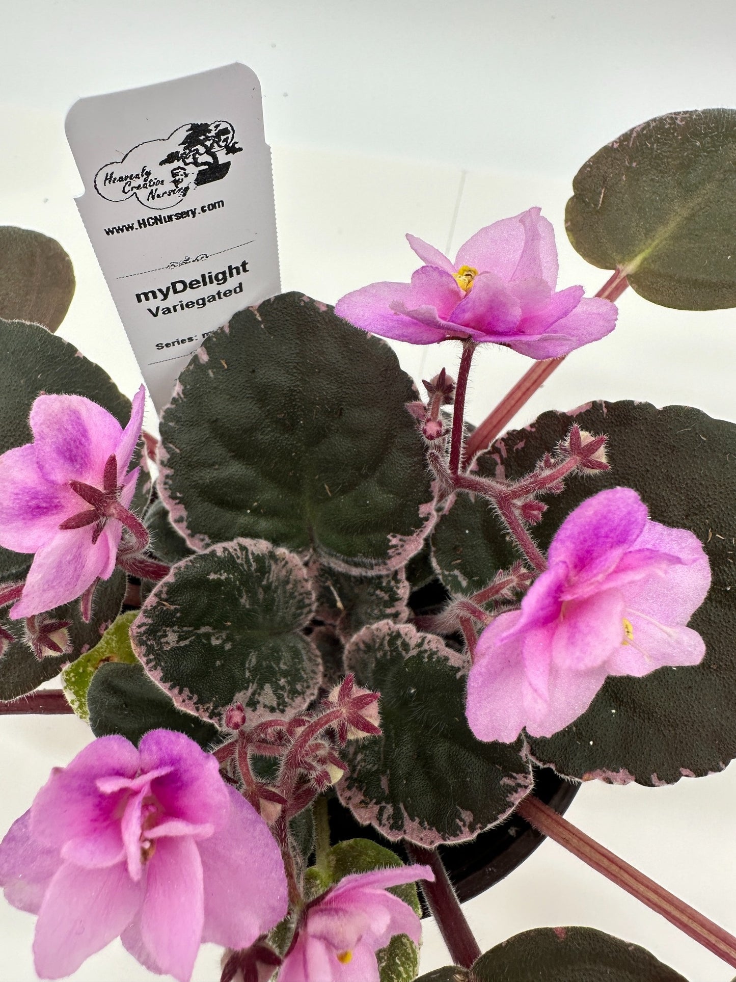 myDelight - Variegated (Rare) - Live African Violet 4" - Series: myViolet