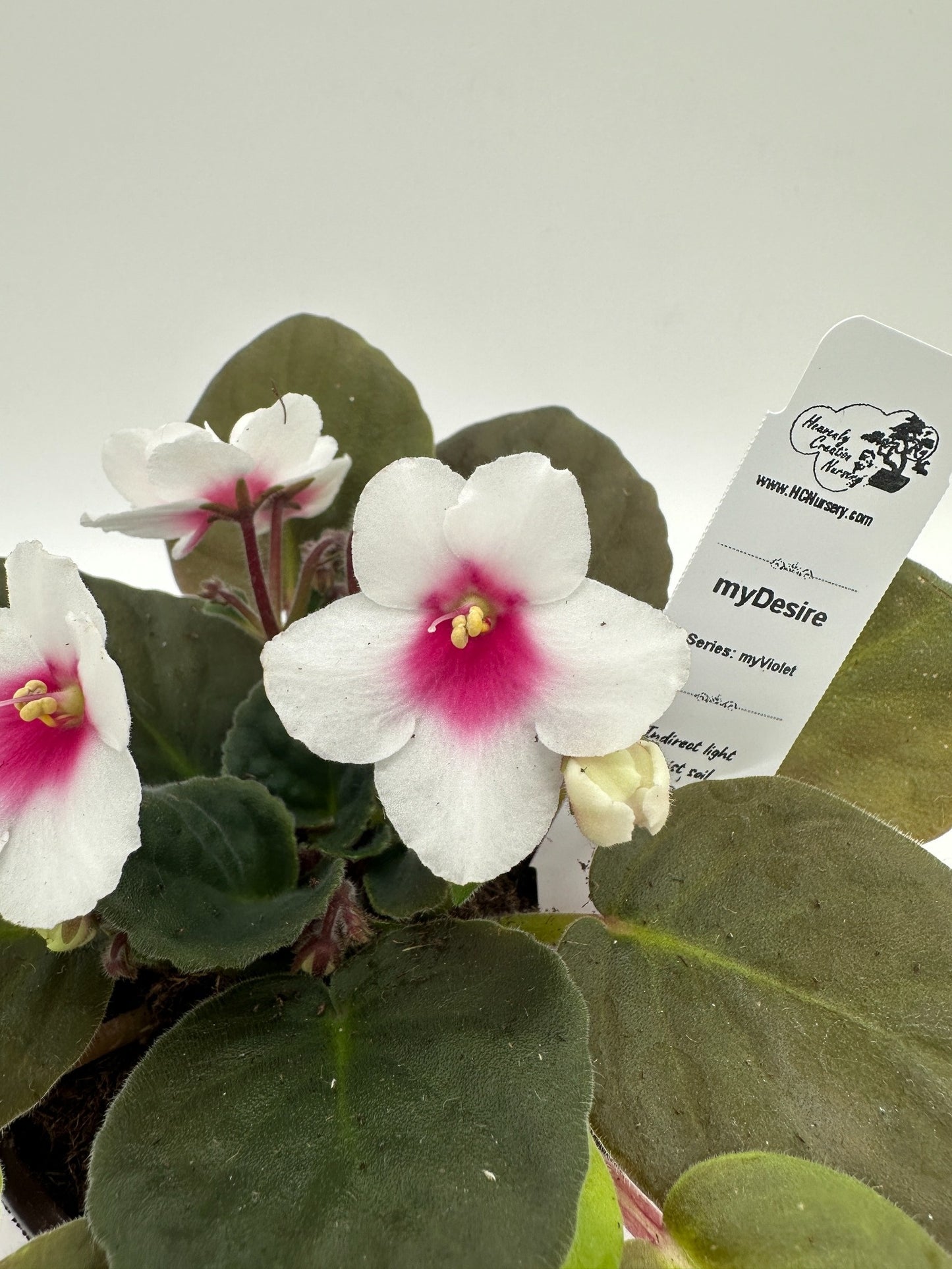 myDesire - Live African Violet 4" - Series: myViolet