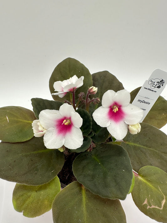 myDesire - Live African Violet 4" - Series: myViolet