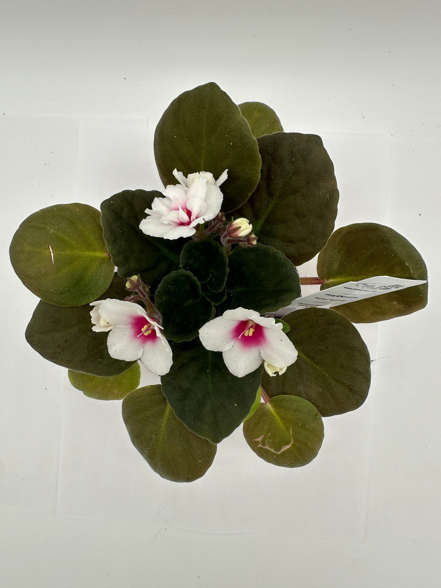 myDesire - Live African Violet 4" - Series: myViolet