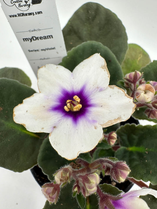 myDream - Live African Violet 4" - Series: myViolet