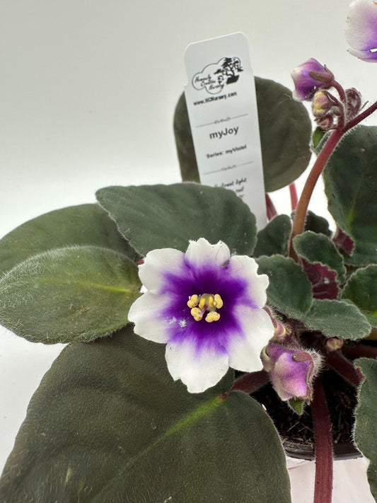 myJoy - Live African Violet 4" - Series: myViolet