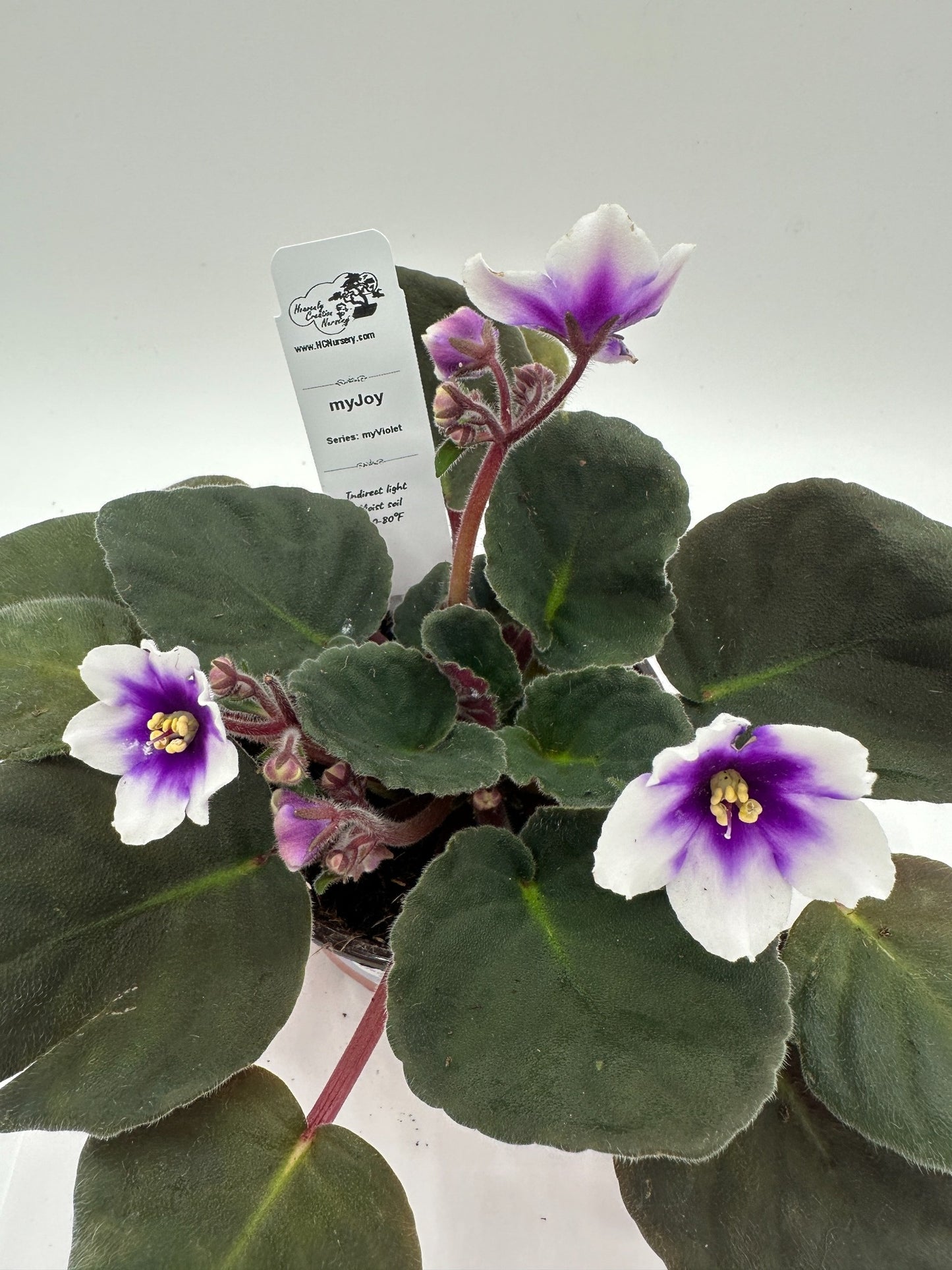 myJoy - Live African Violet 4" - Series: myViolet