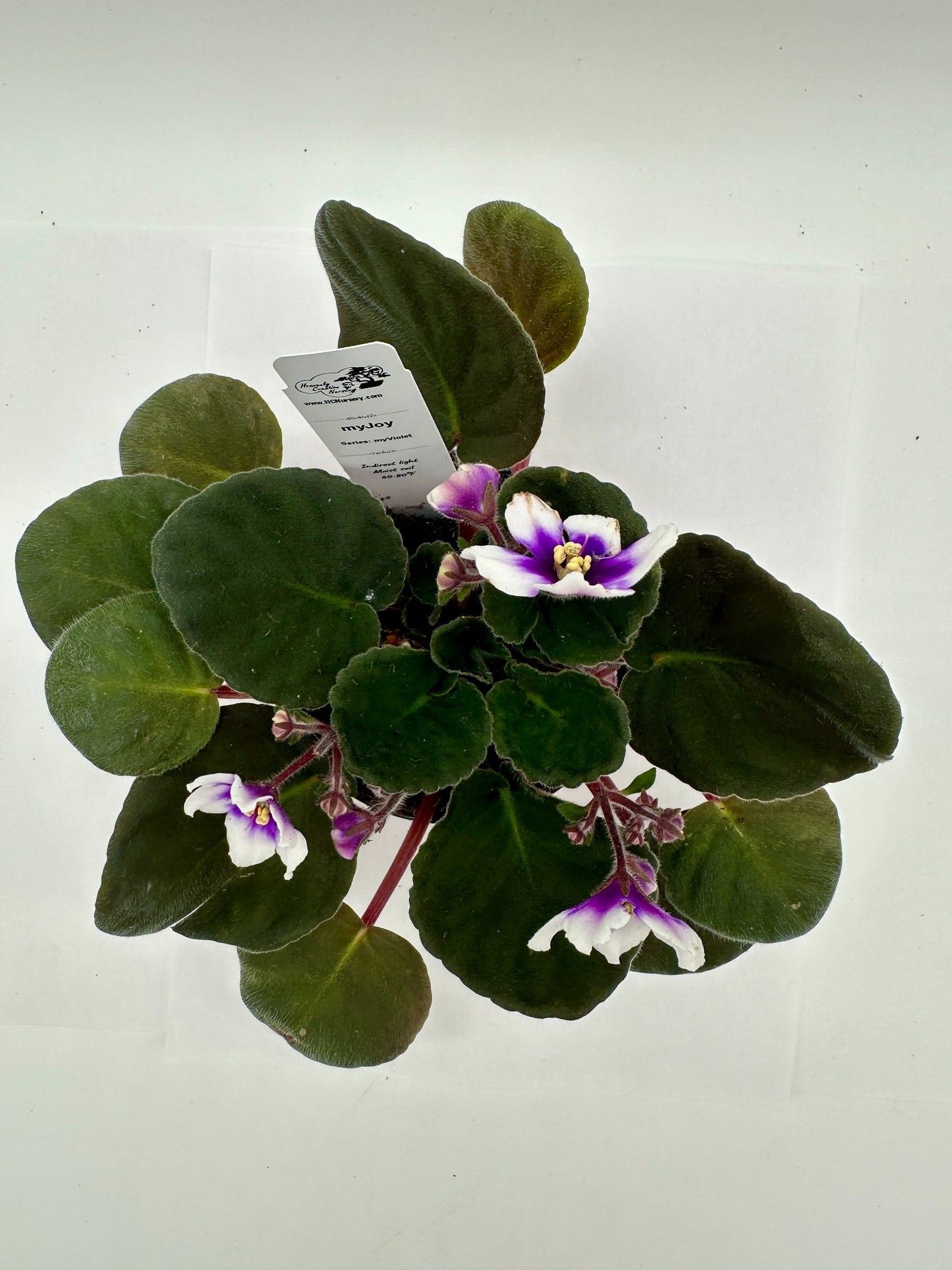 myJoy - Live African Violet 4" - Series: myViolet