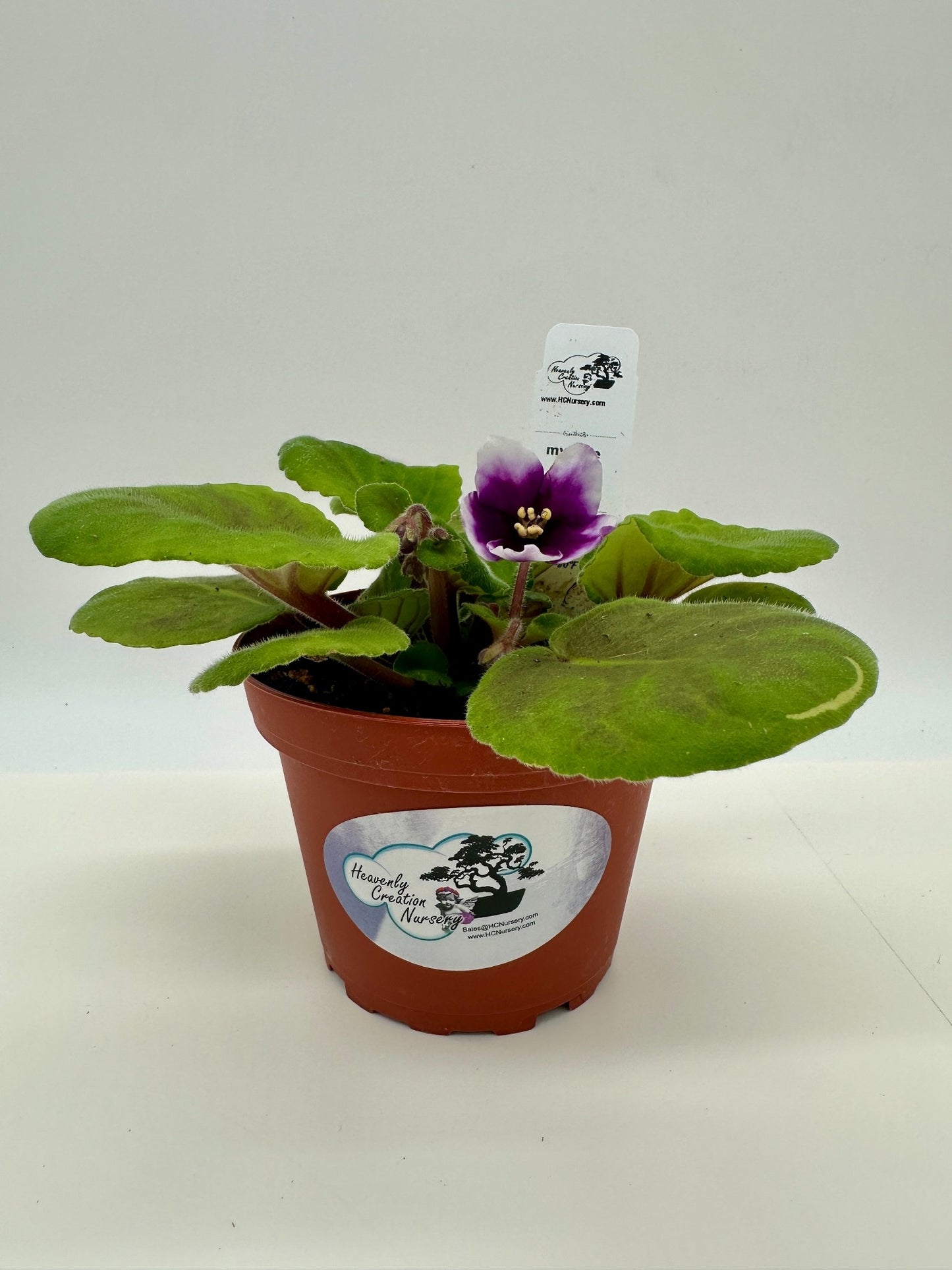 myLove - Live African Violet 4" - Series: myViolet - (HCN Selection)
