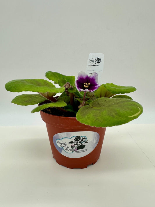 myLove - Live African Violet 4" - Series: myViolet - (HCN Selection)