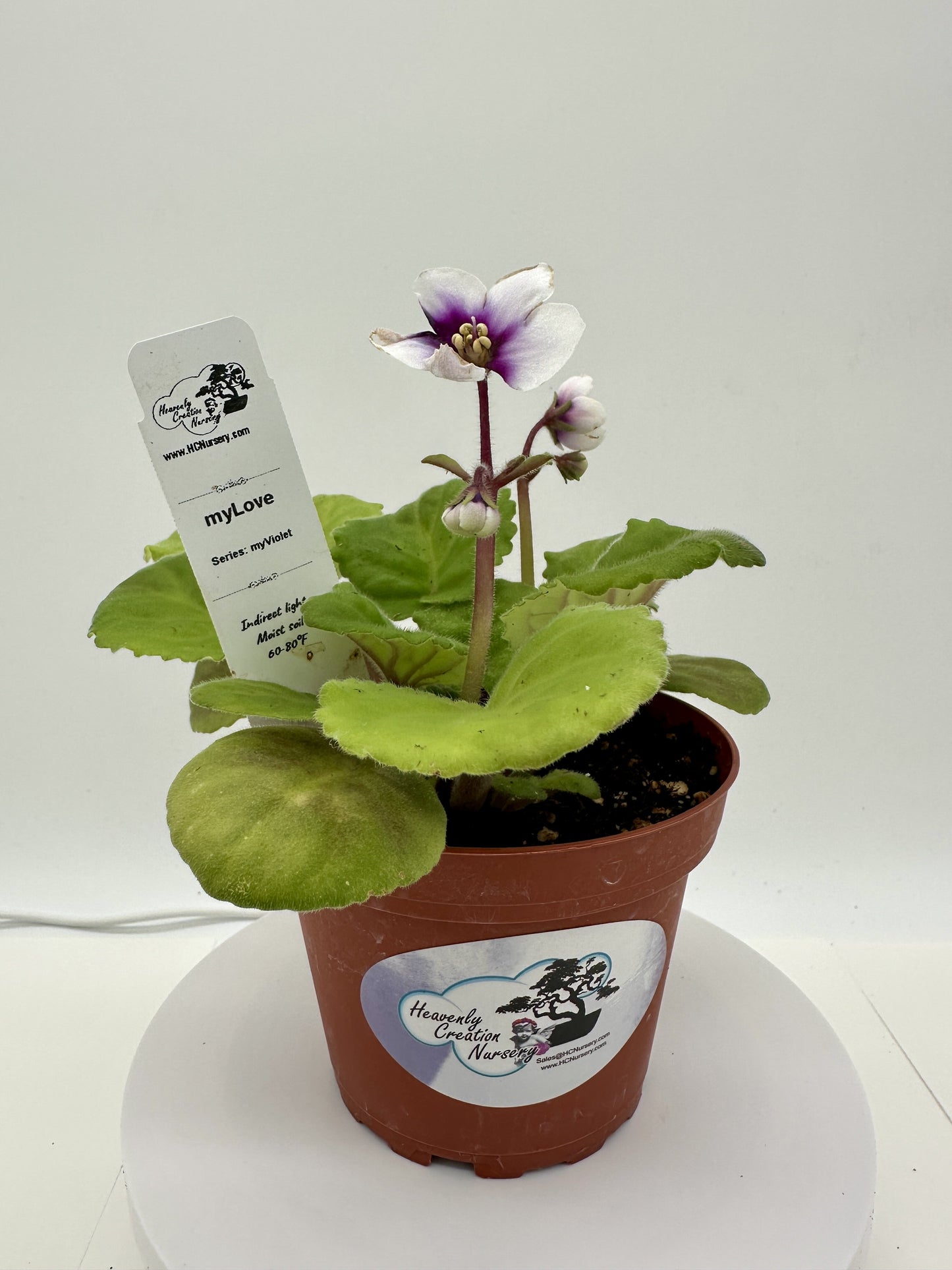 myLove - Live African Violet 4" - Series: myViolet - (HCN Selection)