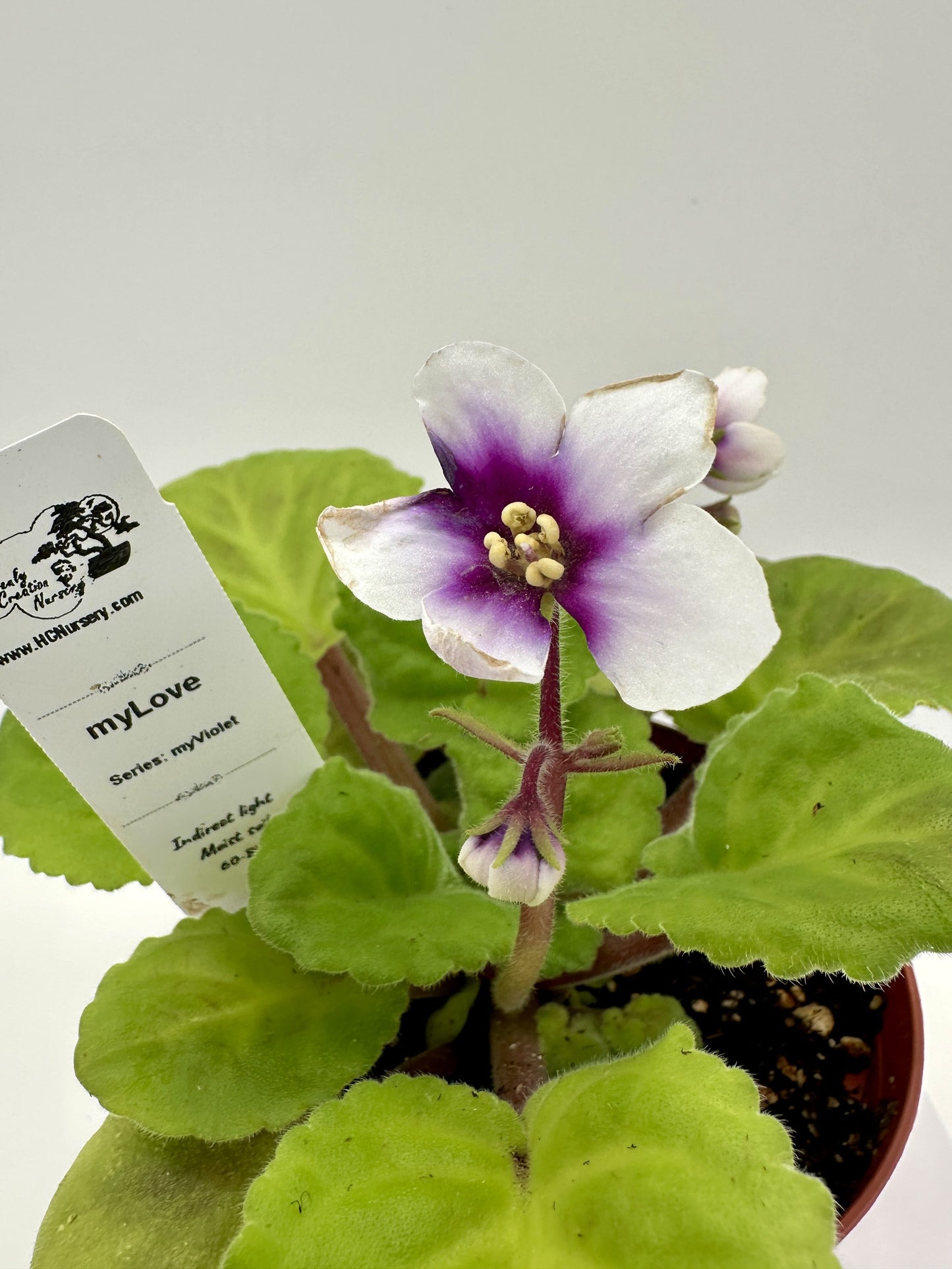 myLove - Live African Violet 4" - Series: myViolet - (HCN Selection)