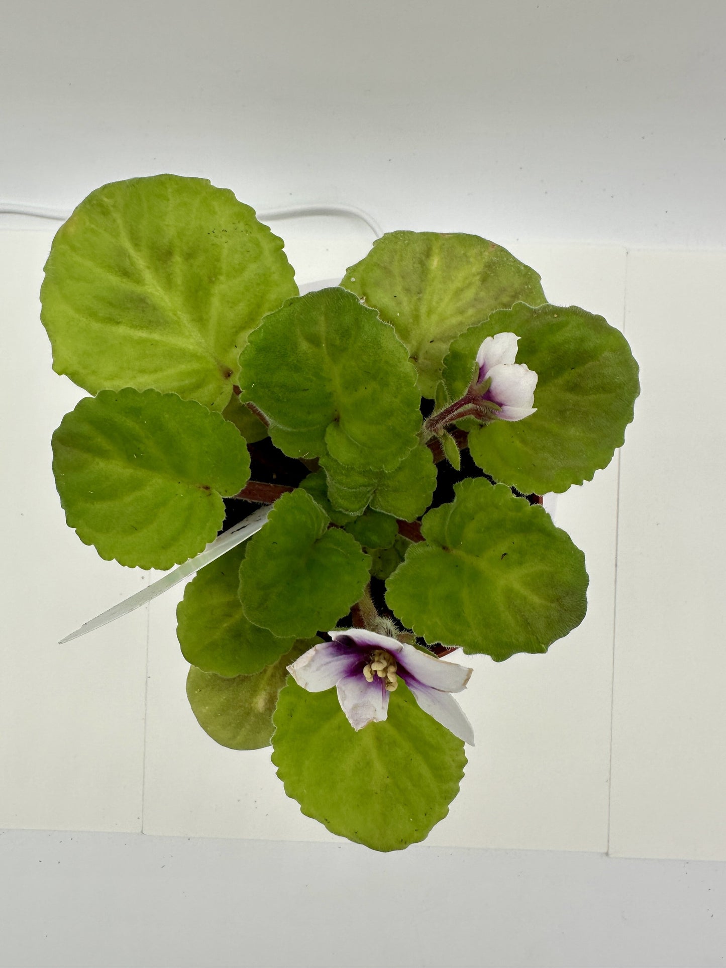 myLove - Live African Violet 4" - Series: myViolet - (HCN Selection)