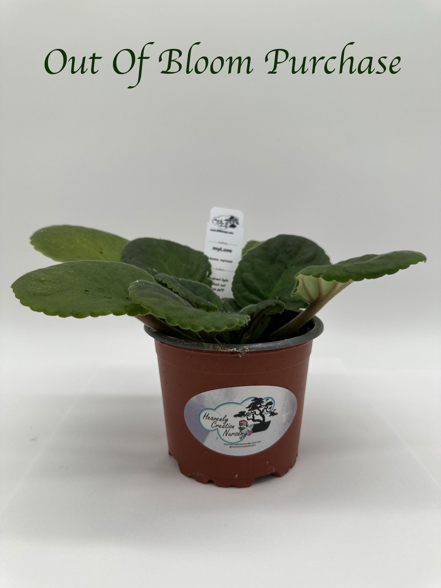 myLove - Live African Violet 4" - Series: myViolet - (HCN Selection)