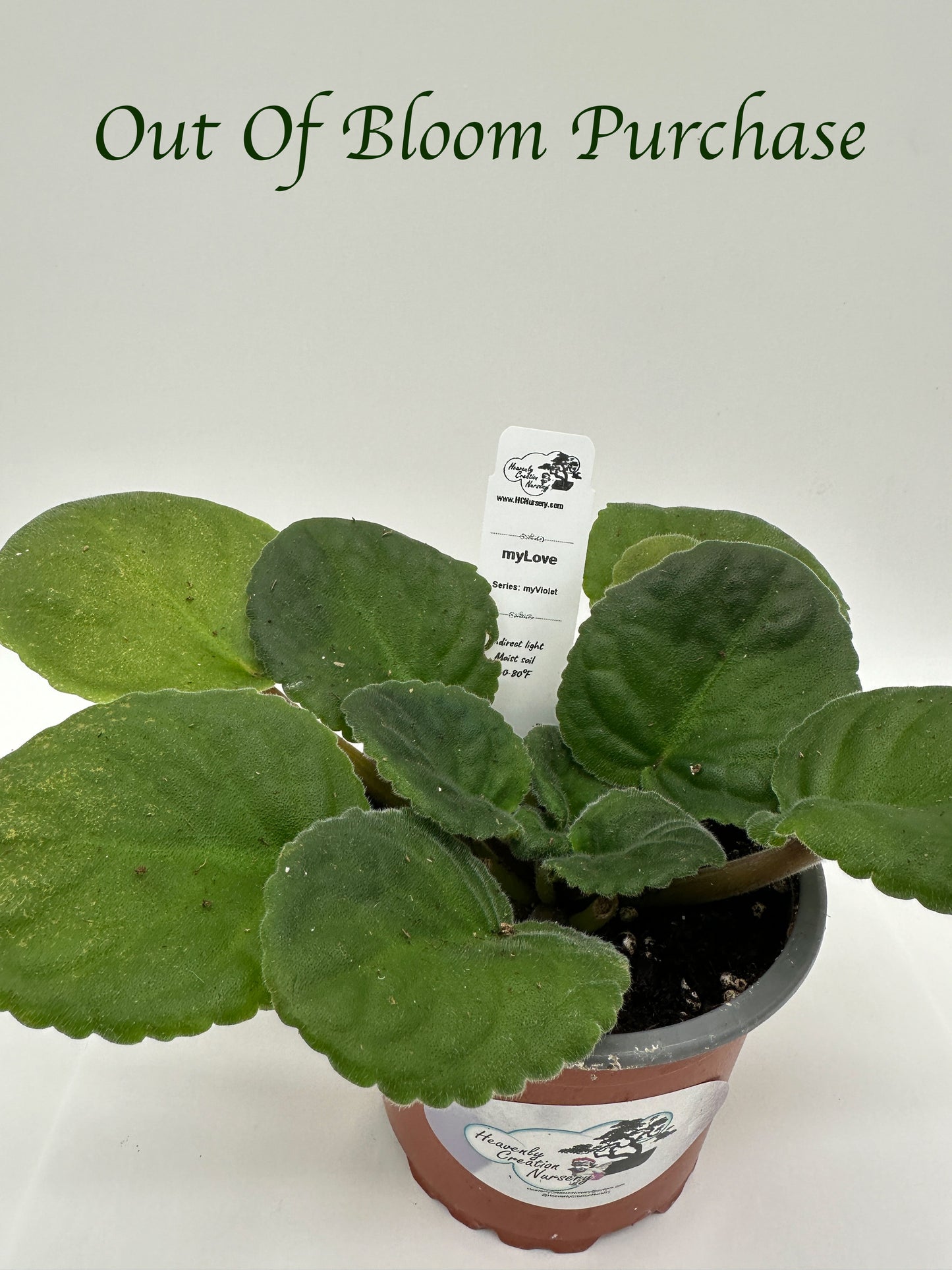 myLove - Live African Violet 4" - Series: myViolet - (HCN Selection)