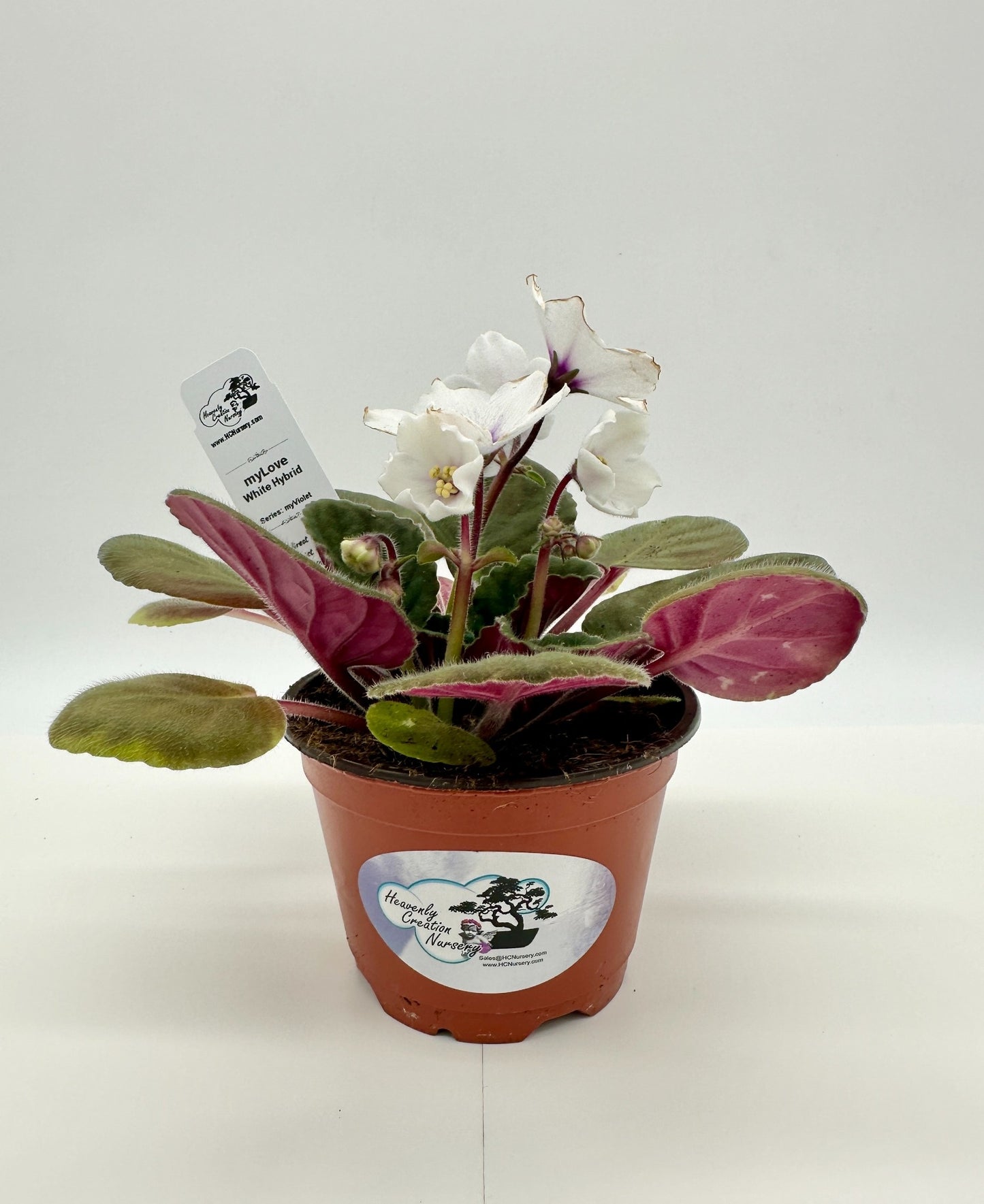myLove - White Hybrid - Live African Violet 4" - Series: myViolet