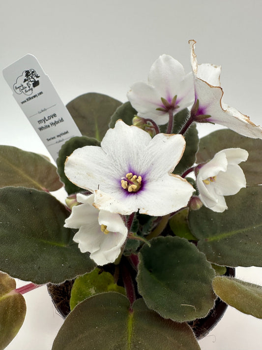 myLove - White Hybrid - Live African Violet 4" - Series: myViolet