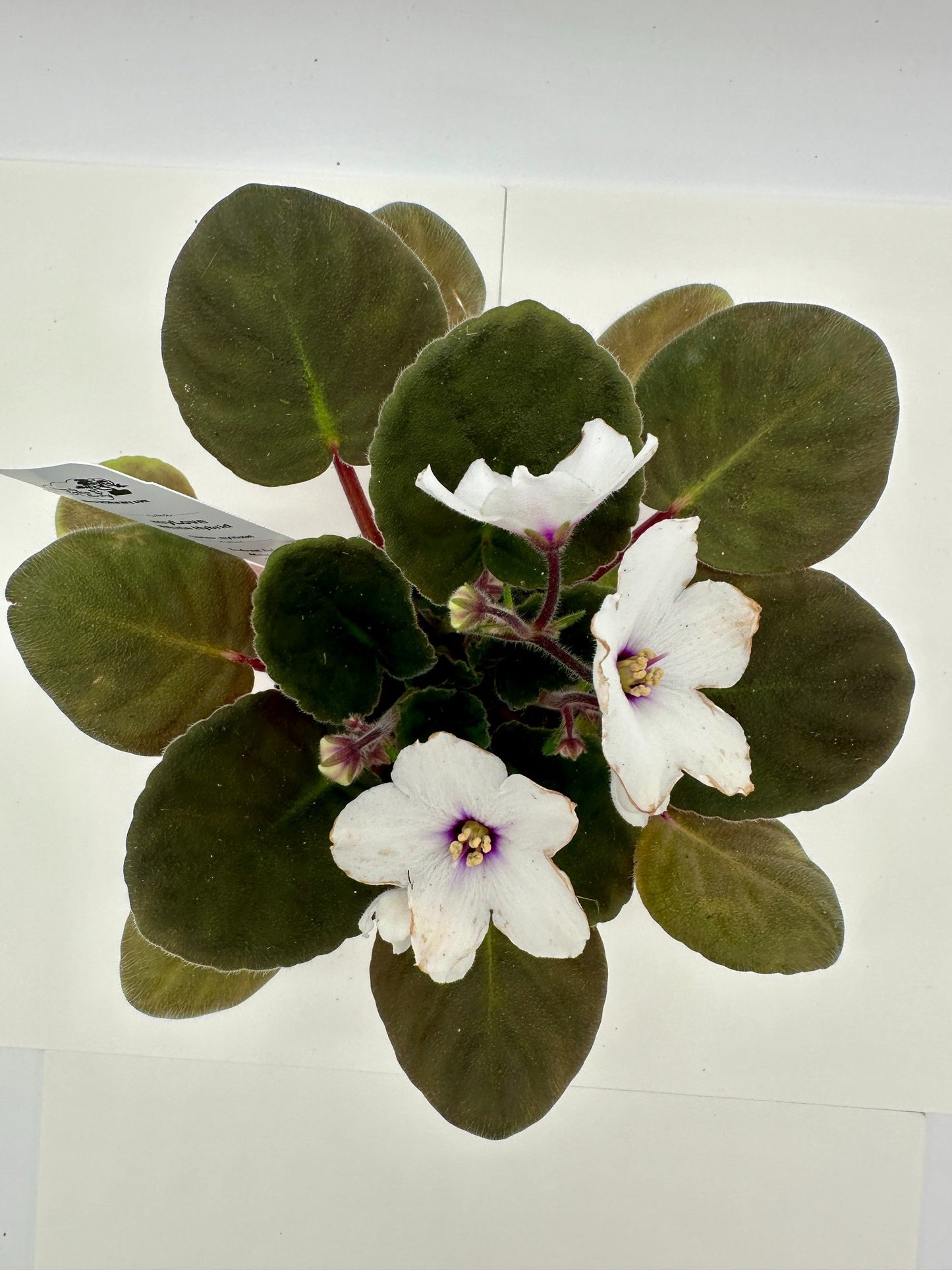 myLove - White Hybrid - Live African Violet 4" - Series: myViolet