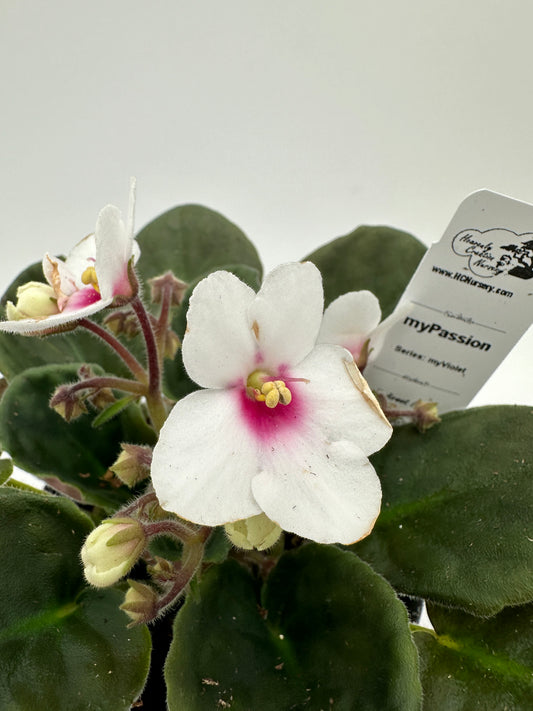 myPassion - Live African Violet 4" - Series: myViolet