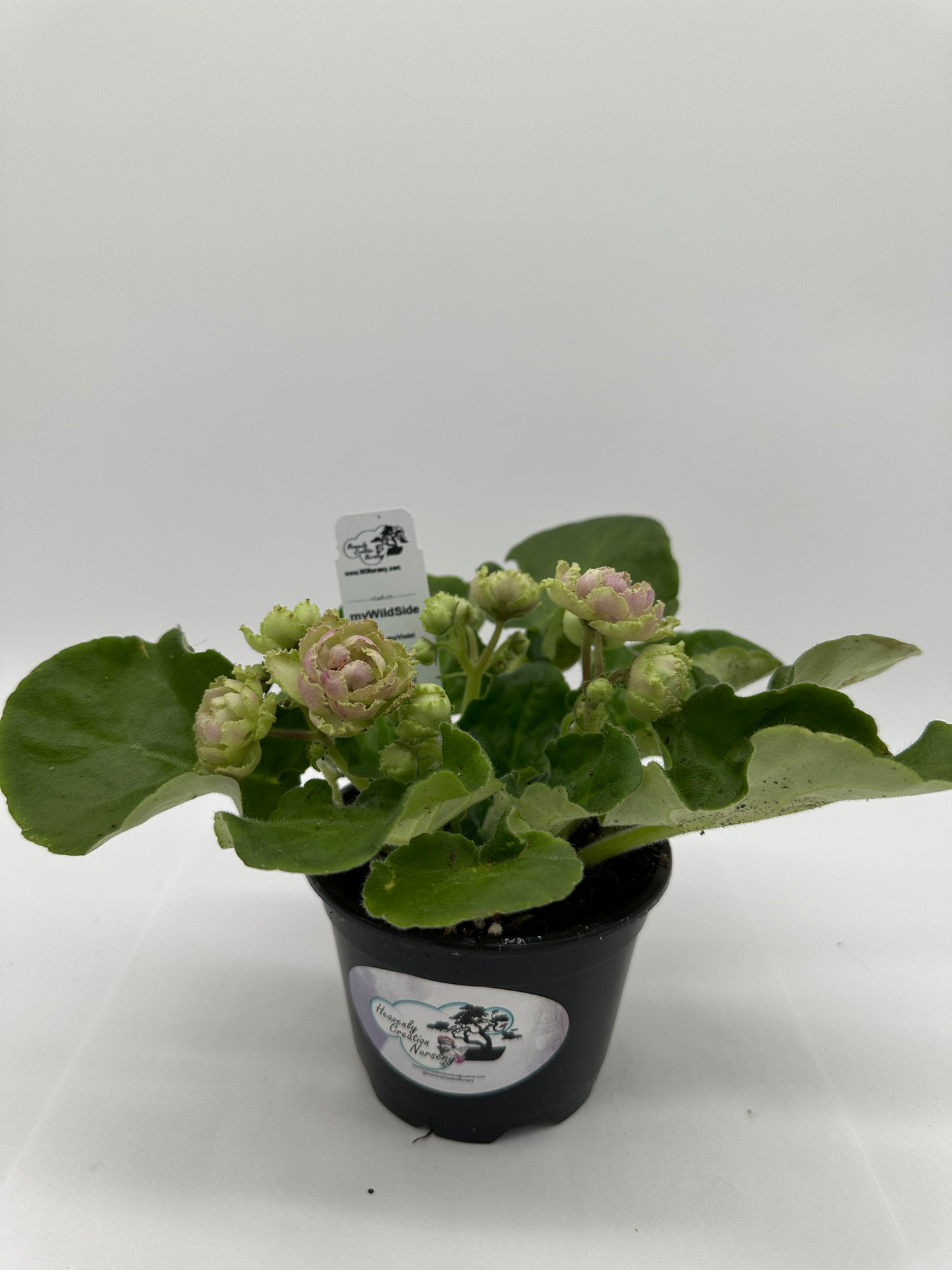 myWildSide - Live African Violet 4" - Series: myViolet