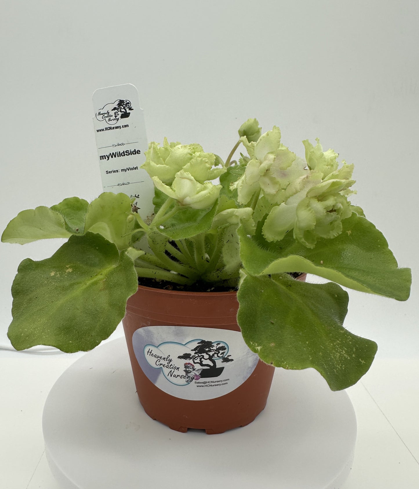 myWildSide - Live African Violet 4" - Series: myViolet