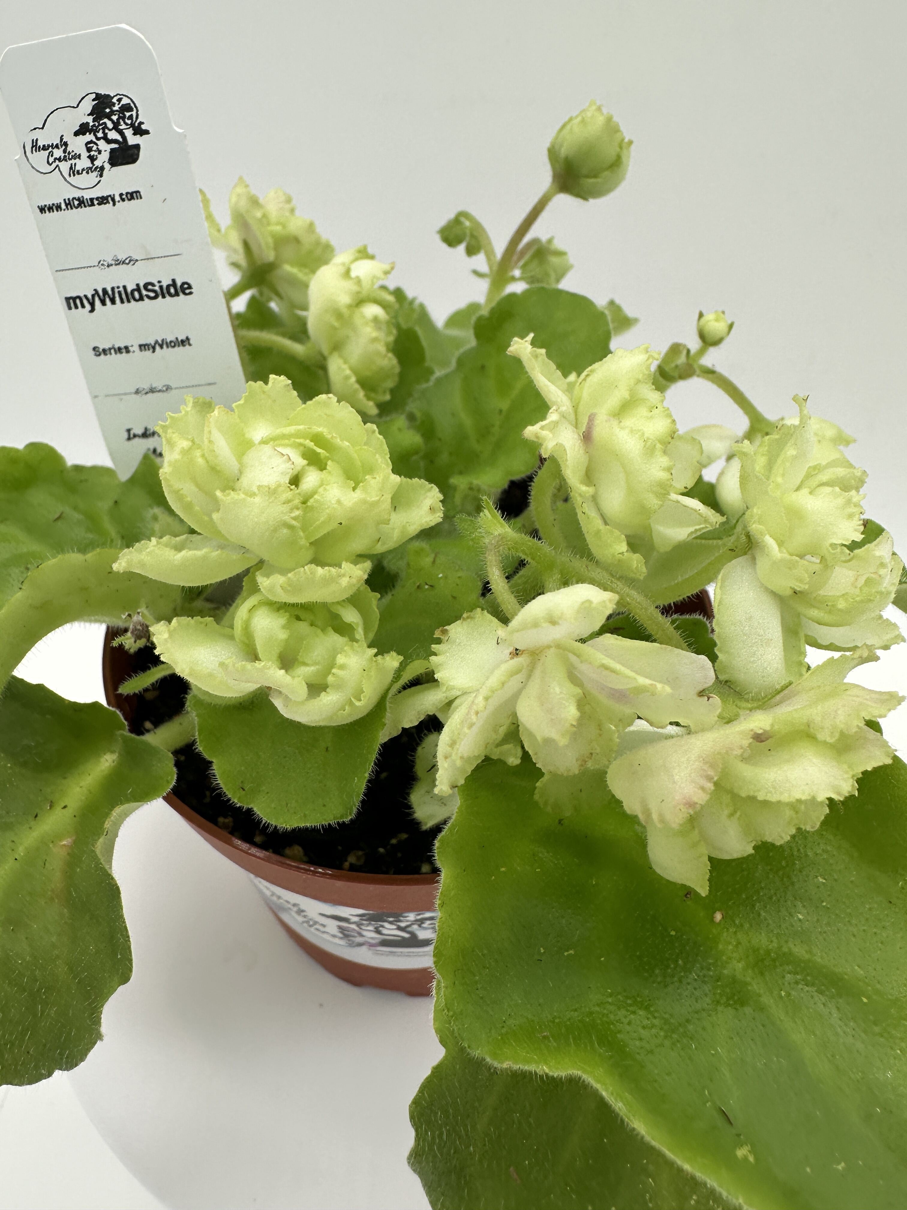 myWildSide - Live African Violet 4