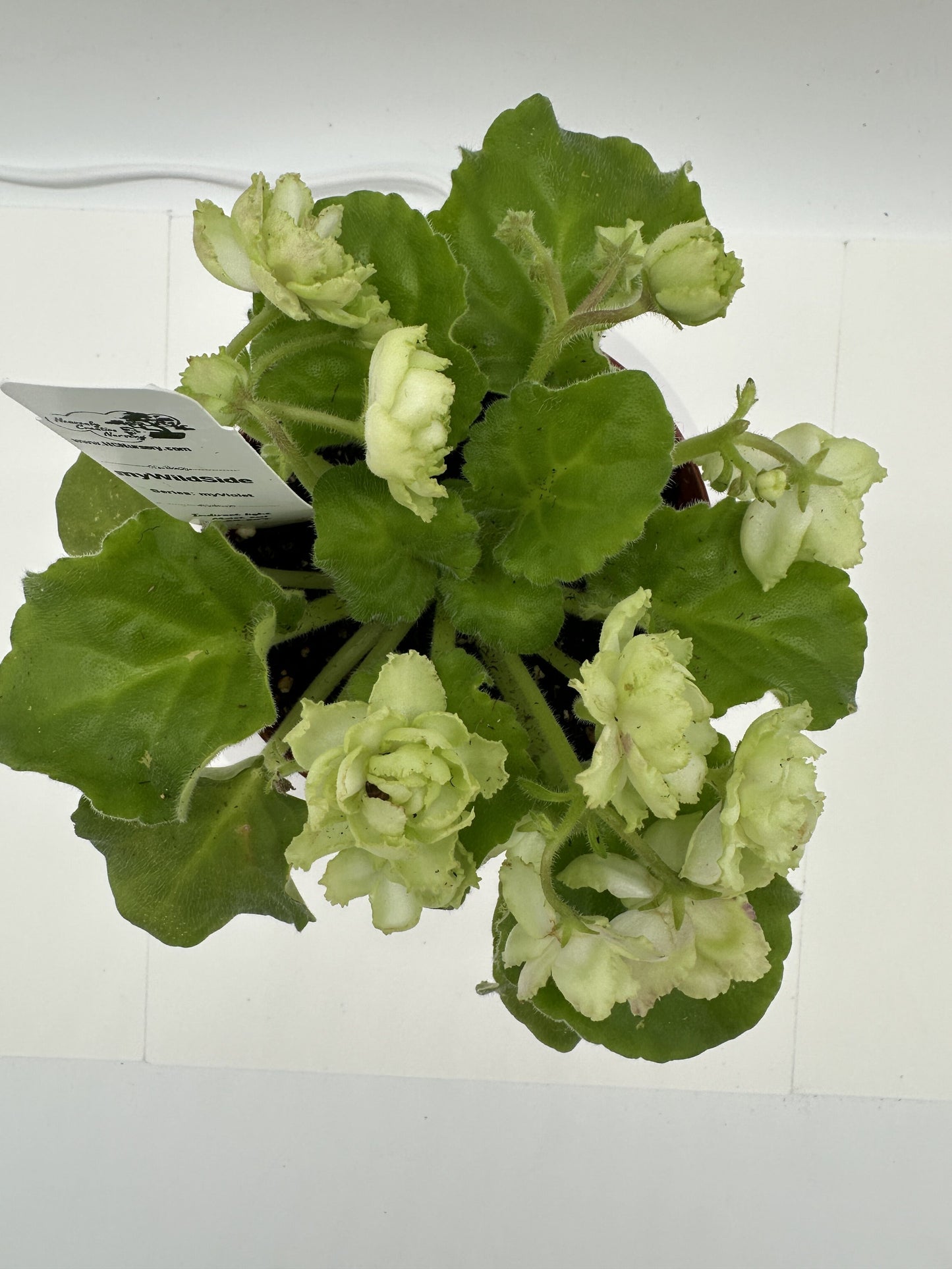 myWildSide - Live African Violet 4" - Series: myViolet