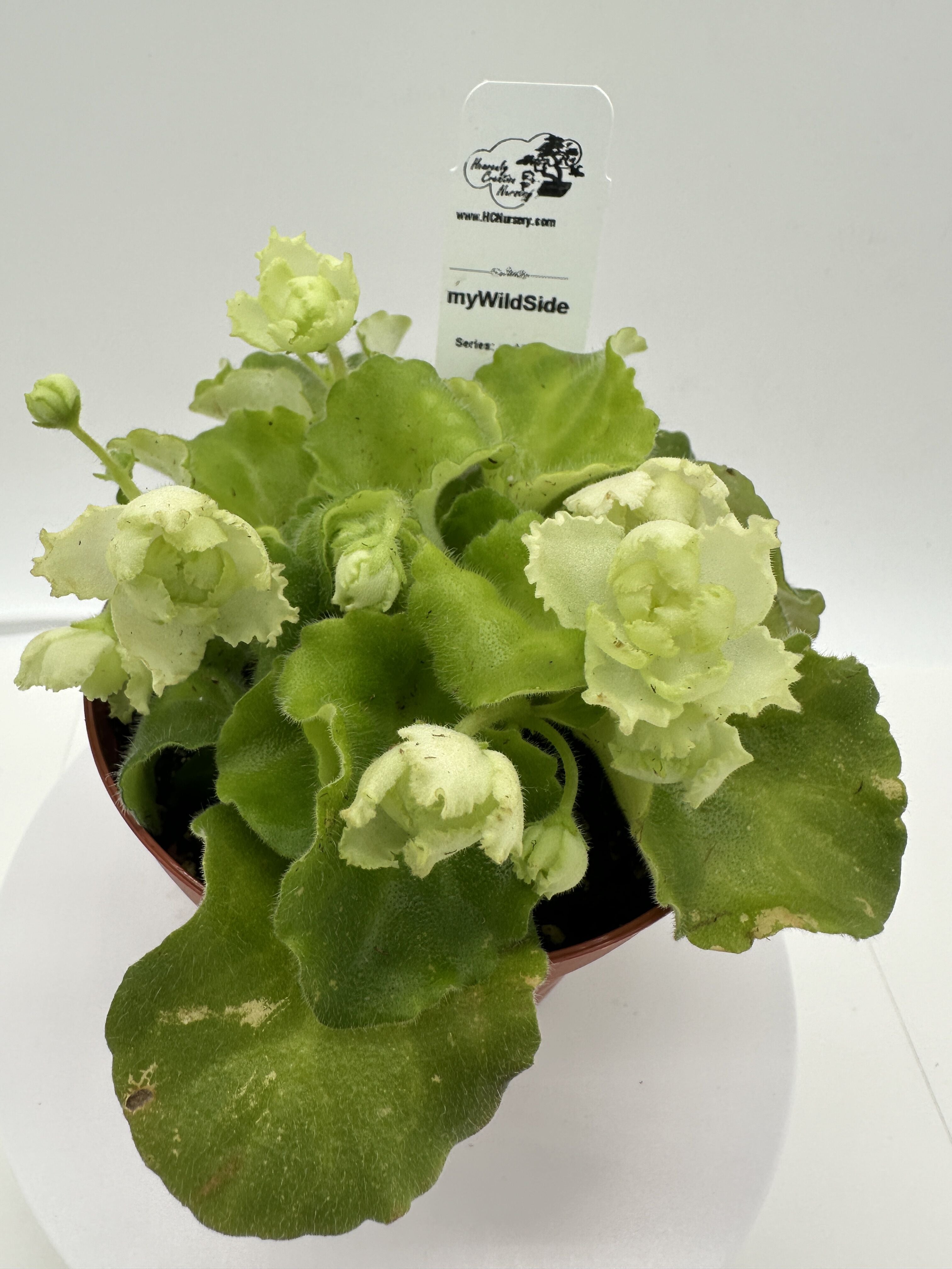 myWildSide - Live African Violet 4
