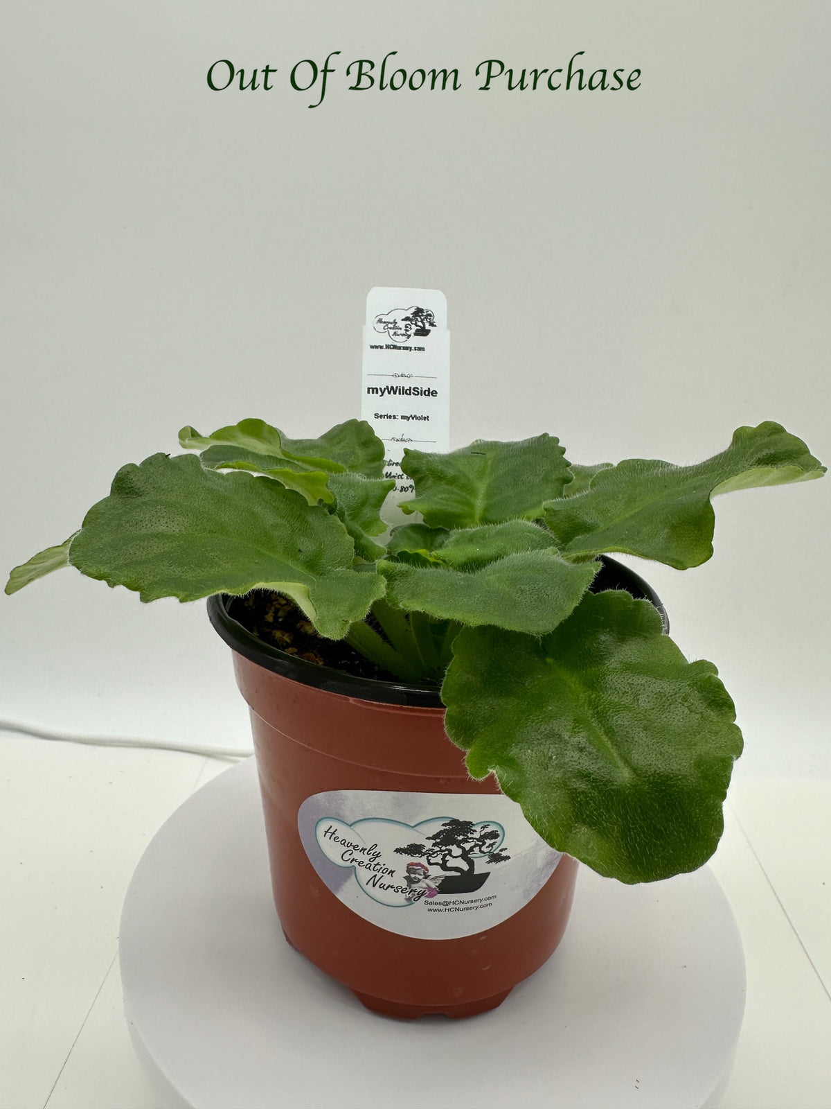 myWildSide - Live African Violet 4" - Series: myViolet