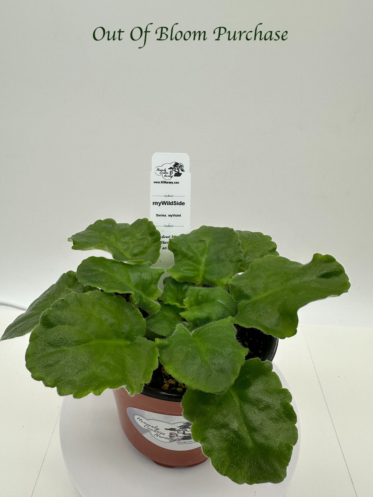 myWildSide - Live African Violet 4" - Series: myViolet