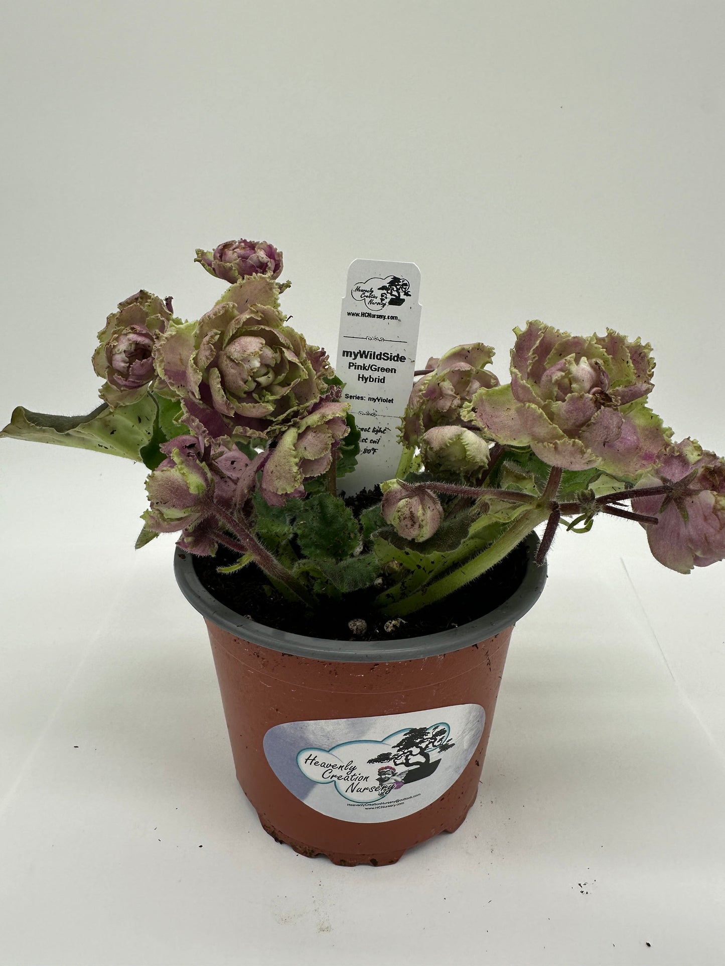 myWildSide - Pink/Green Hybrid - Live African Violet 4" - Series: myViolet