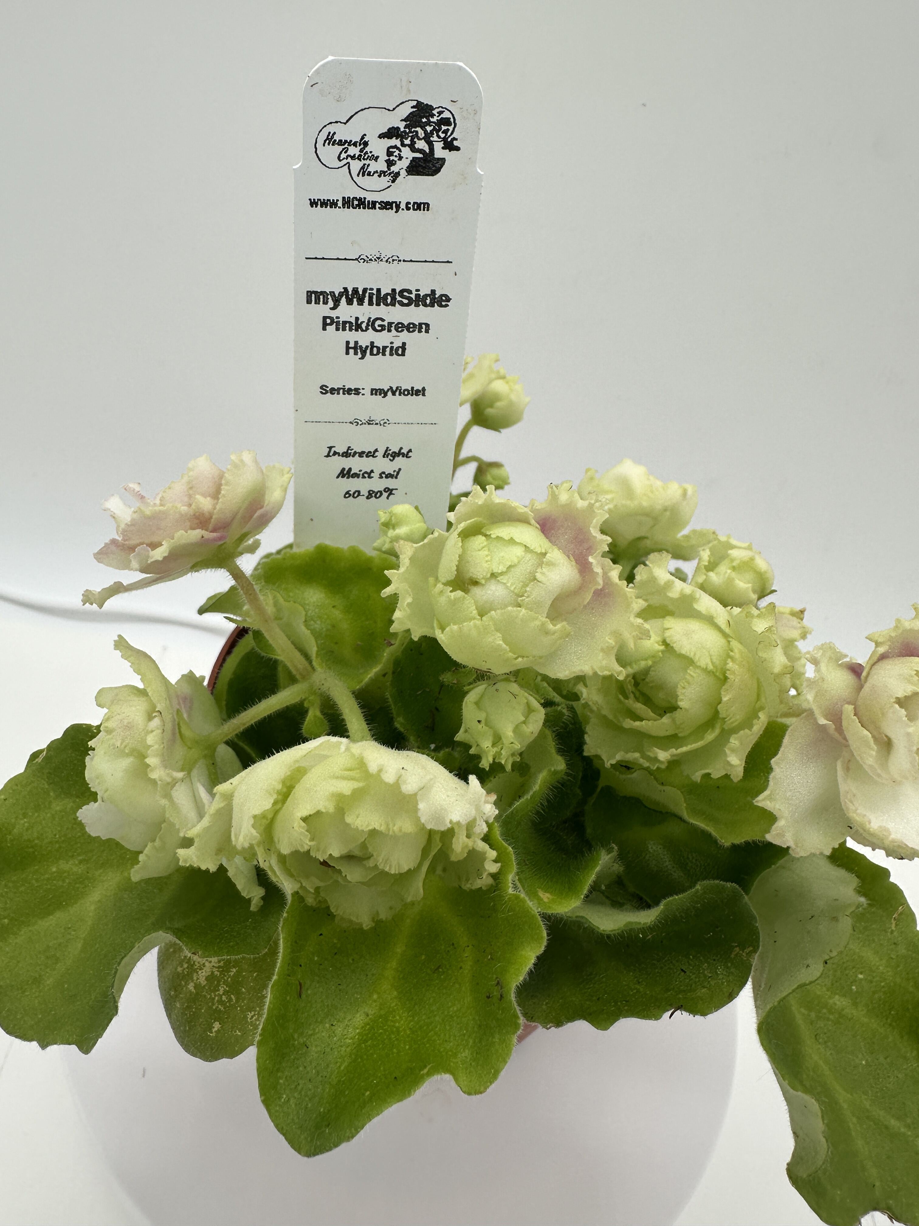 myWildSide - Pink/Green Hybrid - Live African Violet 4