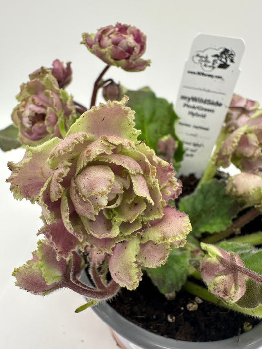 myWildSide - Pink/Green Hybrid - Live African Violet 4" - Series: myViolet