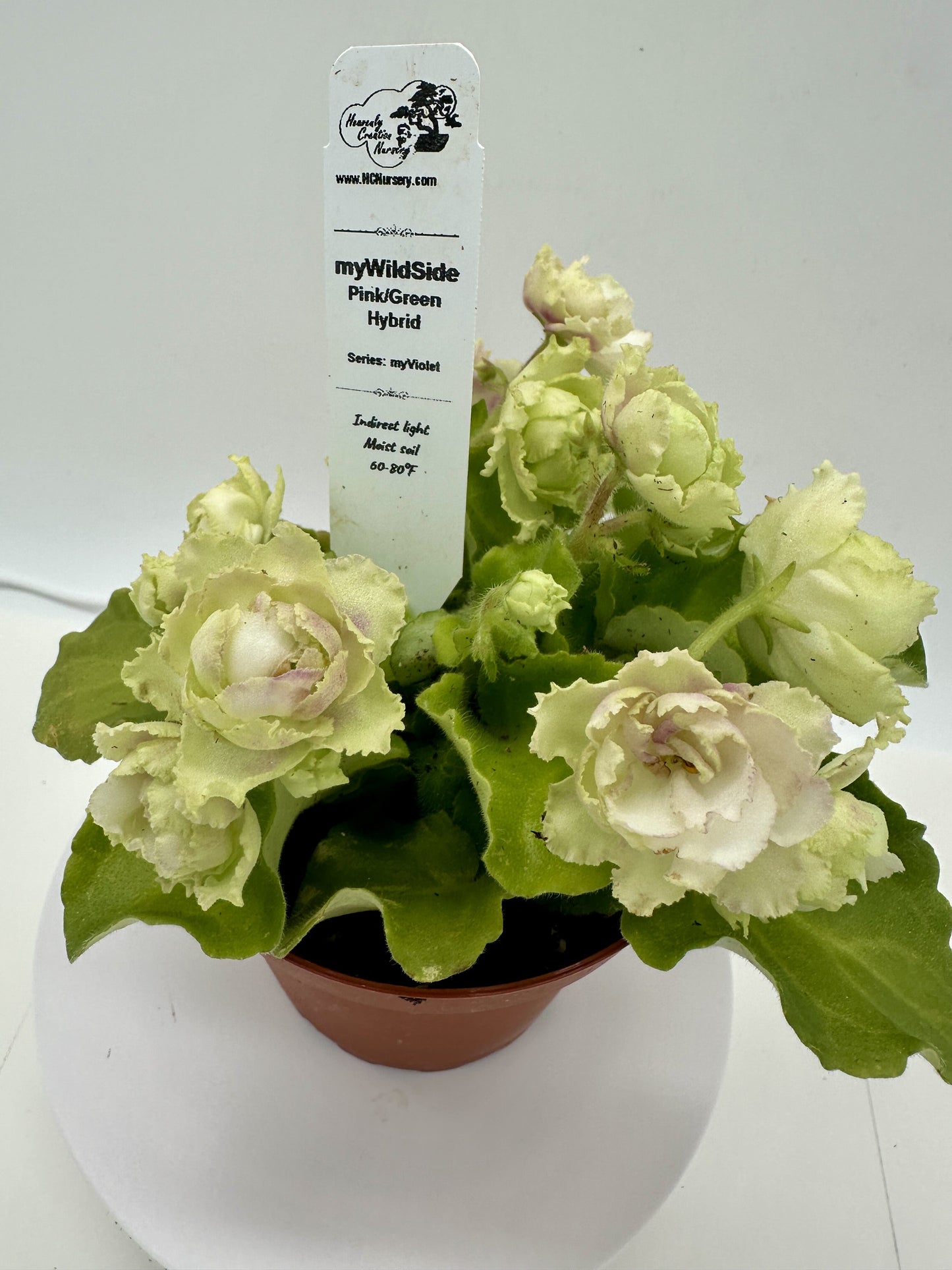 myWildSide - Pink/Green Hybrid - Live African Violet 4" - Series: myViolet