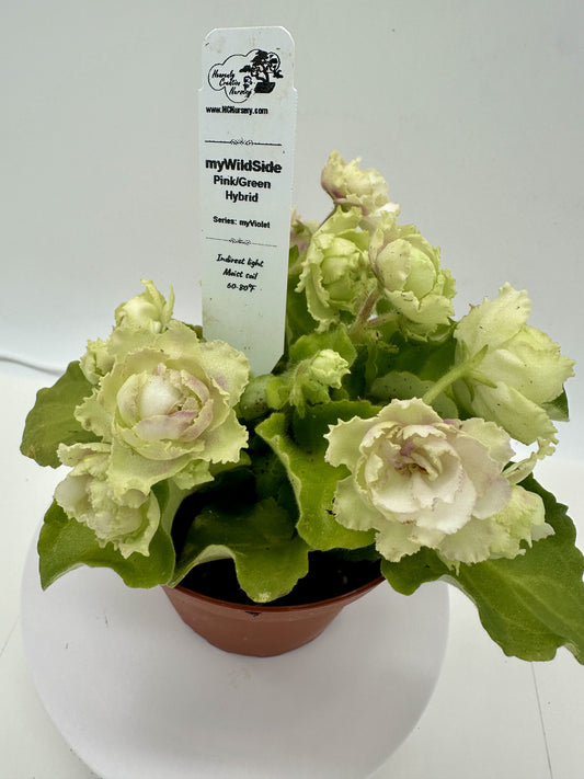 myWildSide - Pink/Green Hybrid - Live African Violet 4" - Series: myViolet