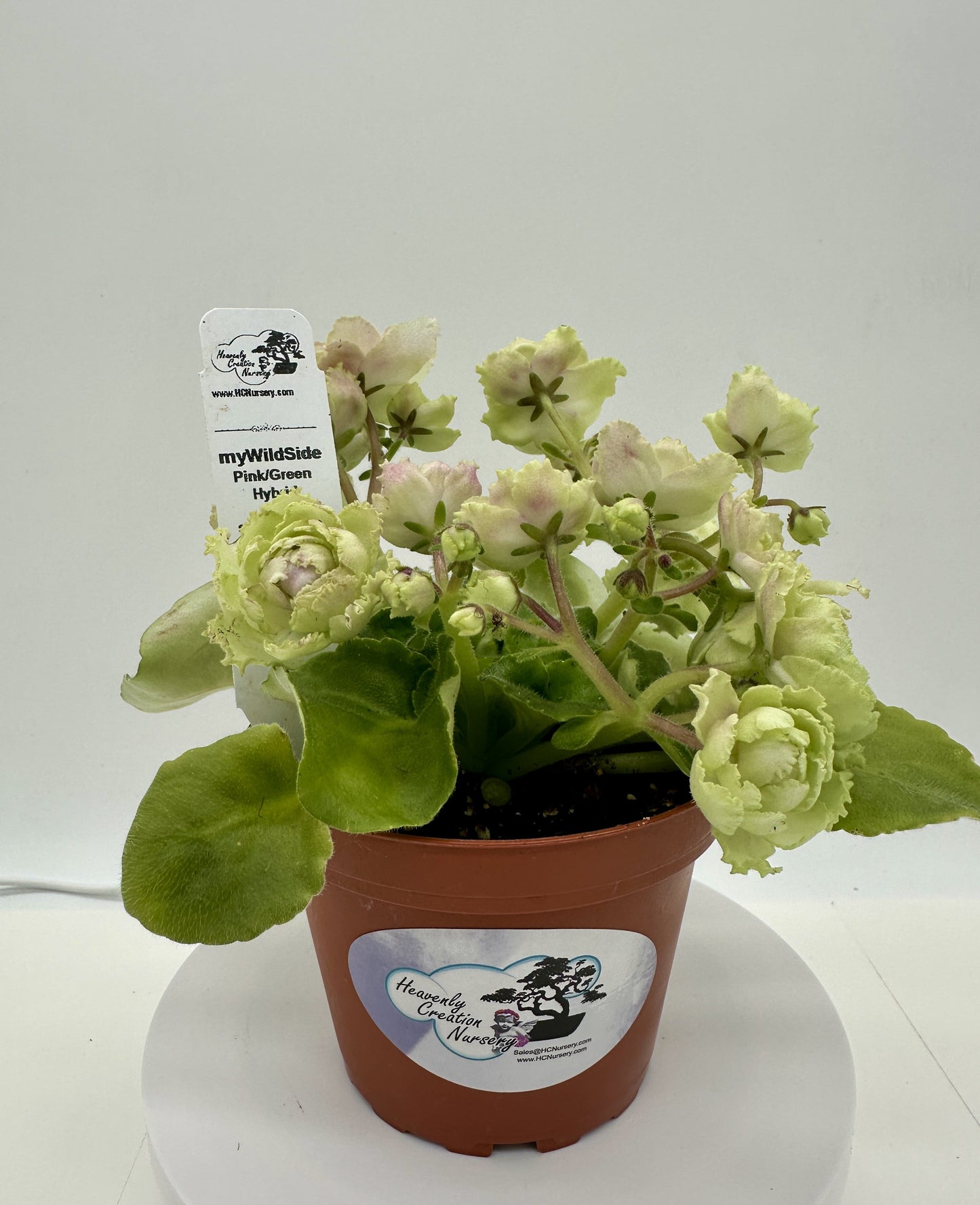 myWildSide - Pink/Green Hybrid - Live African Violet 4" - Series: myViolet