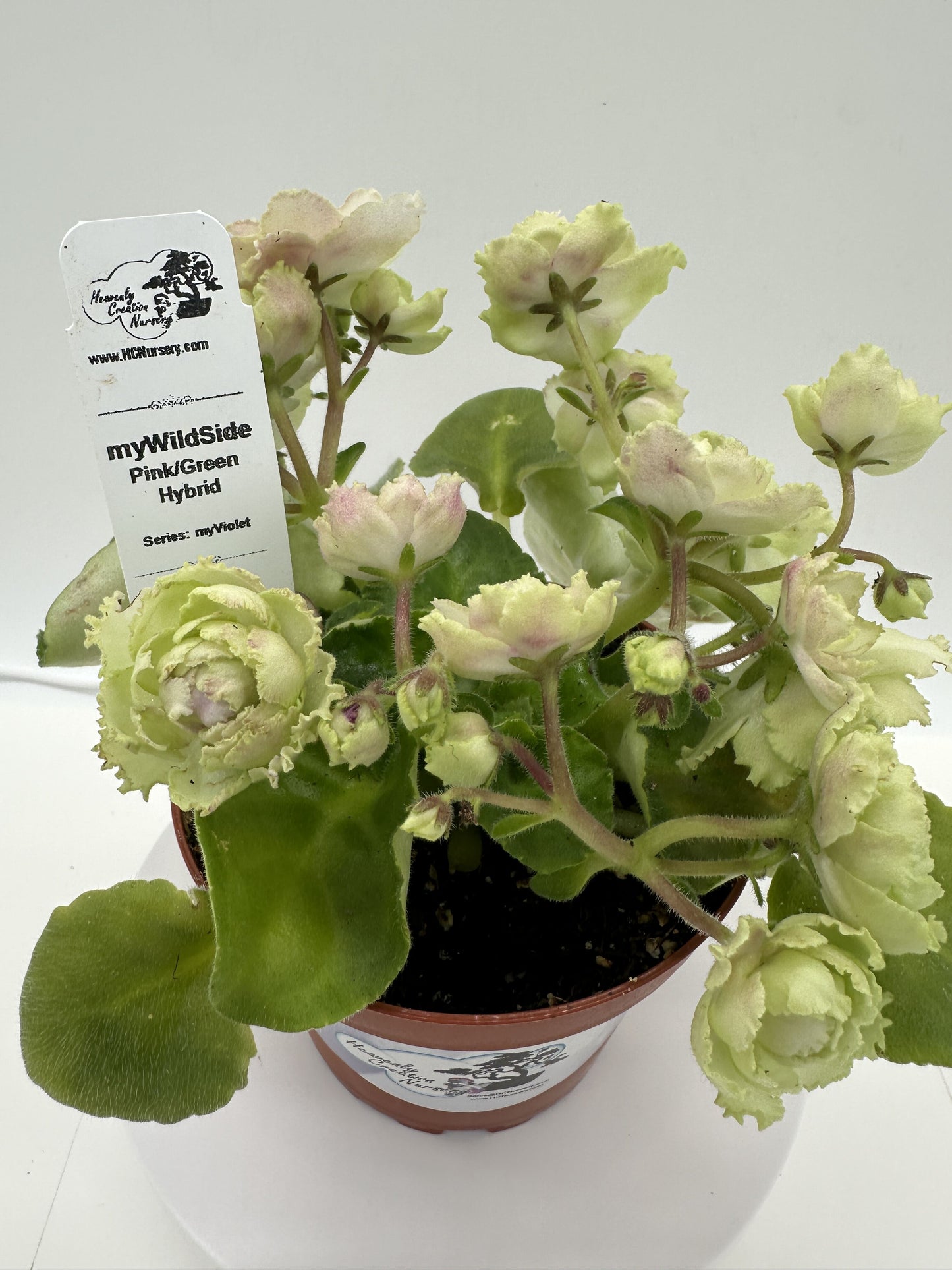 myWildSide - Pink/Green Hybrid - Live African Violet 4" - Series: myViolet