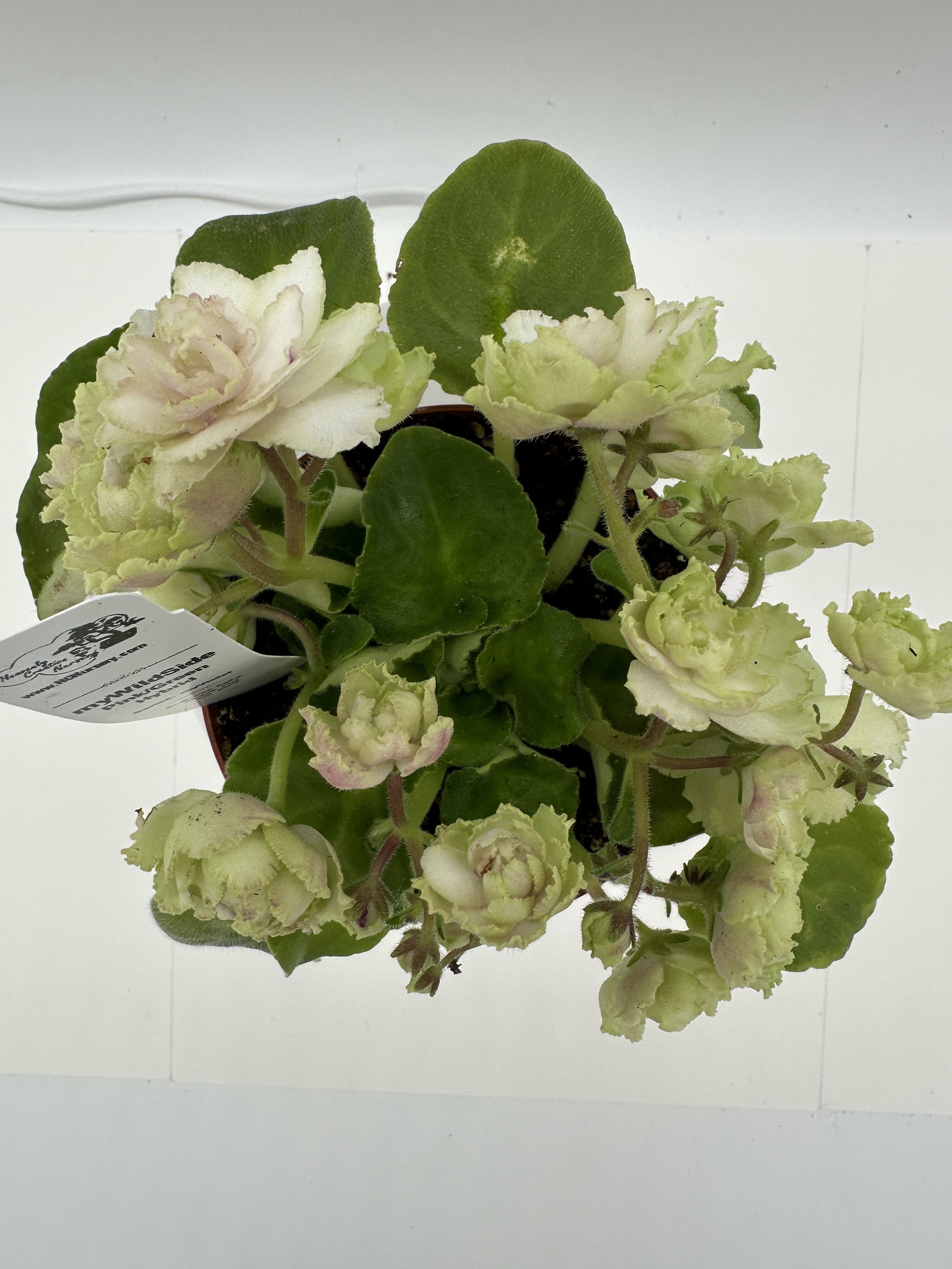 myWildSide - Pink/Green Hybrid - Live African Violet 4