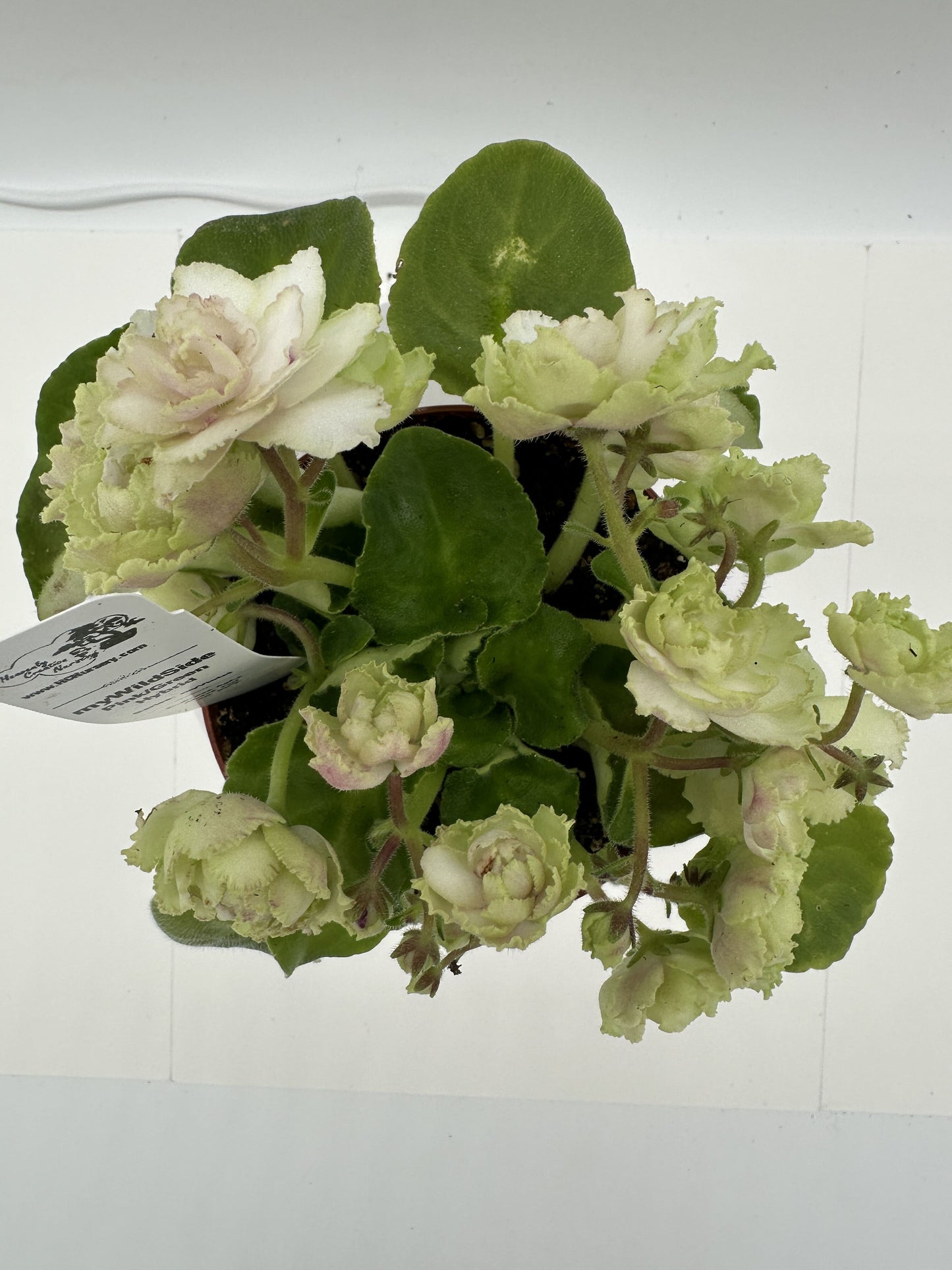 myWildSide - Pink/Green Hybrid - Live African Violet 4" - Series: myViolet