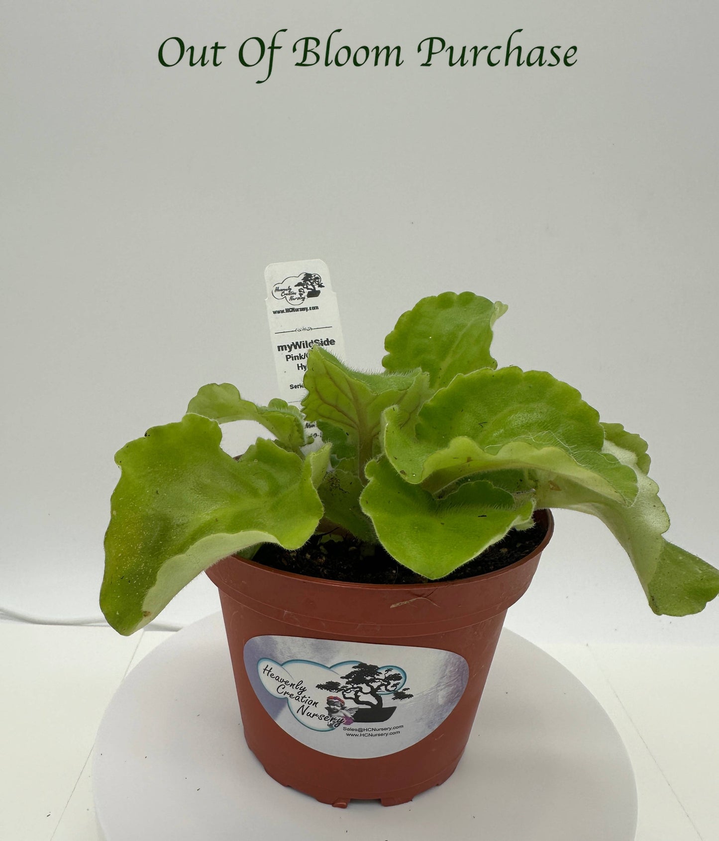myWildSide - Pink/Green Hybrid - Live African Violet 4" - Series: myViolet