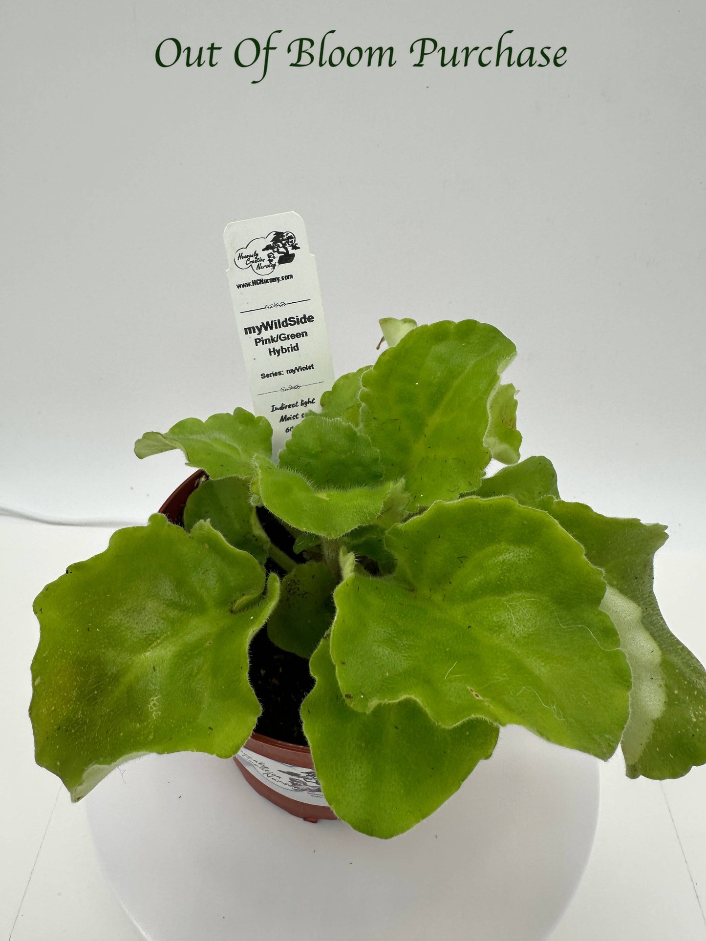 myWildSide - Pink/Green Hybrid - Live African Violet 4" - Series: myViolet