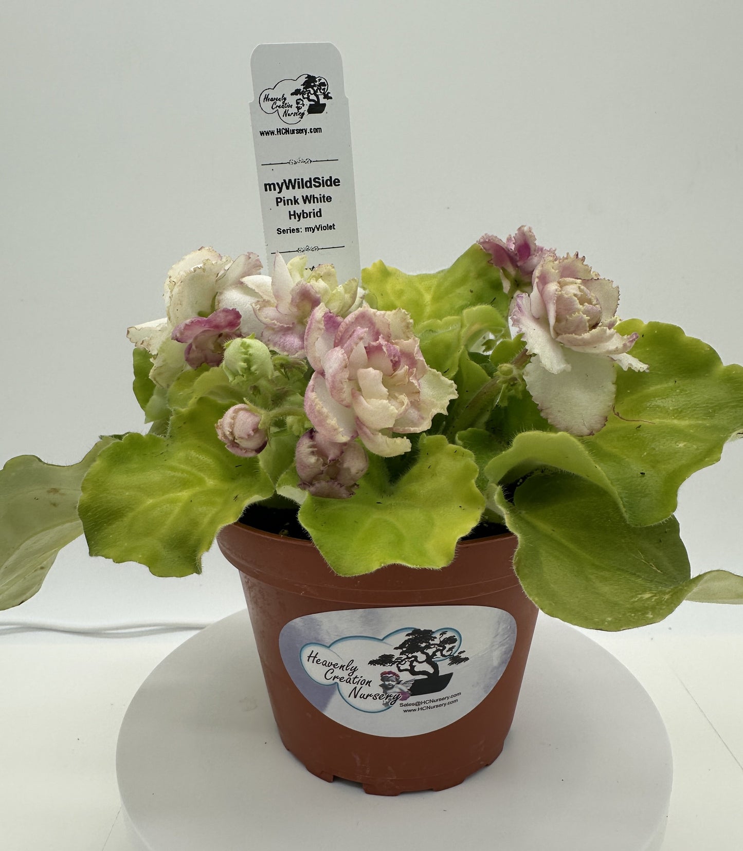 myWildSide - Pink/White Hybrid - Live African Violet 4" - Series: myViolet