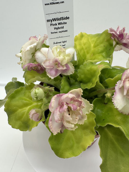 myWildSide - Pink/White Hybrid - Live African Violet 4" - Series: myViolet