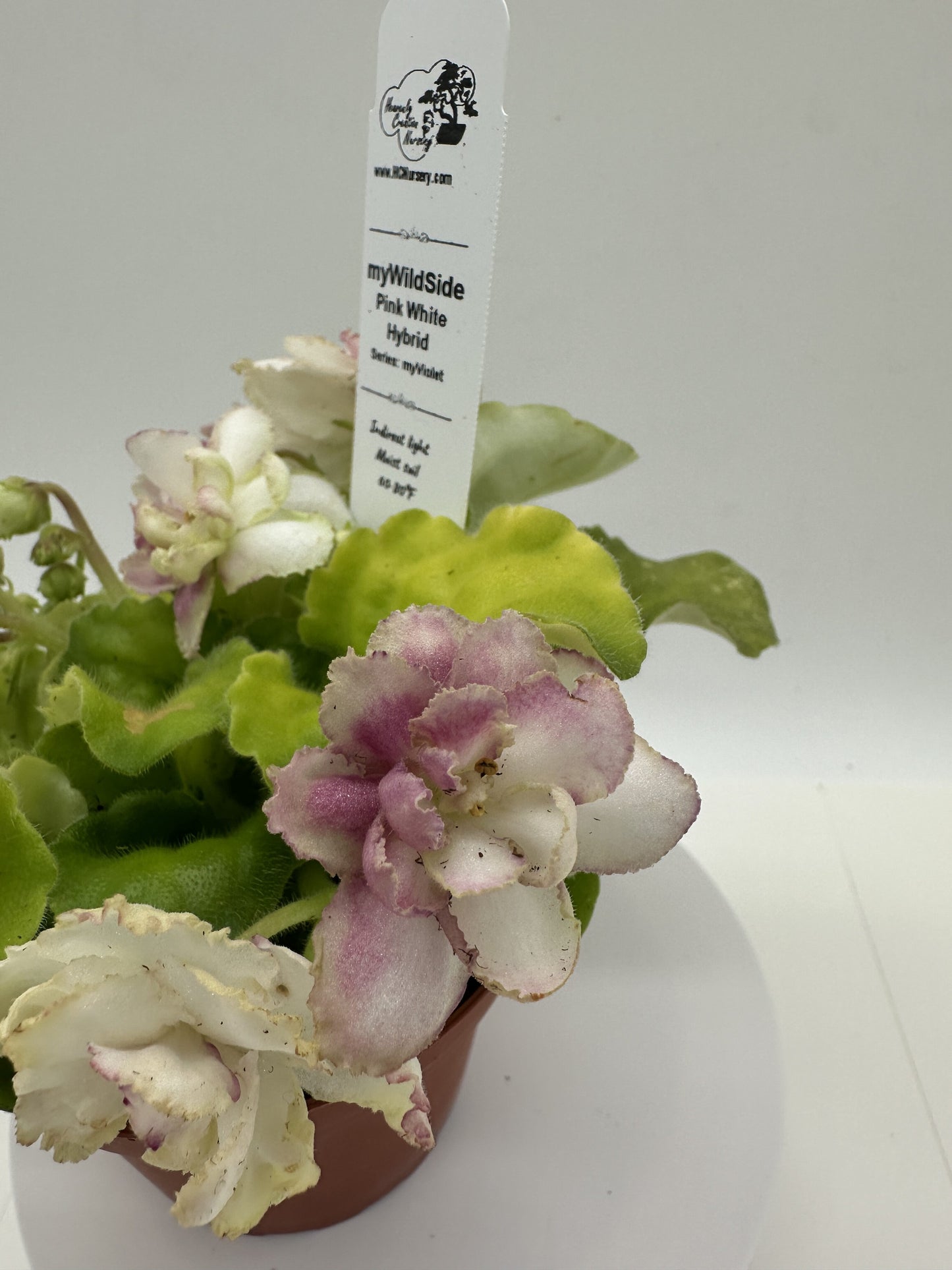 myWildSide - Pink/White Hybrid - Live African Violet 4" - Series: myViolet