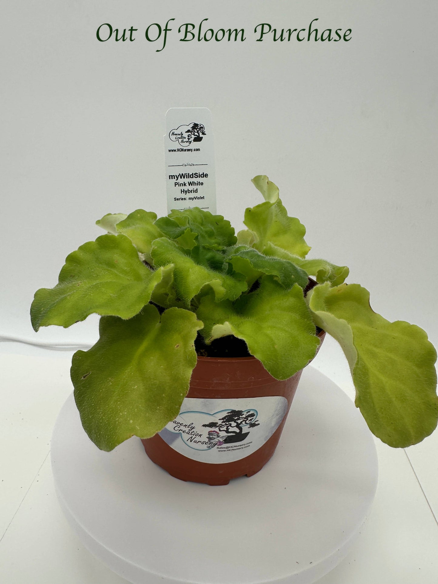 myWildSide - Pink/White Hybrid - Live African Violet 4" - Series: myViolet