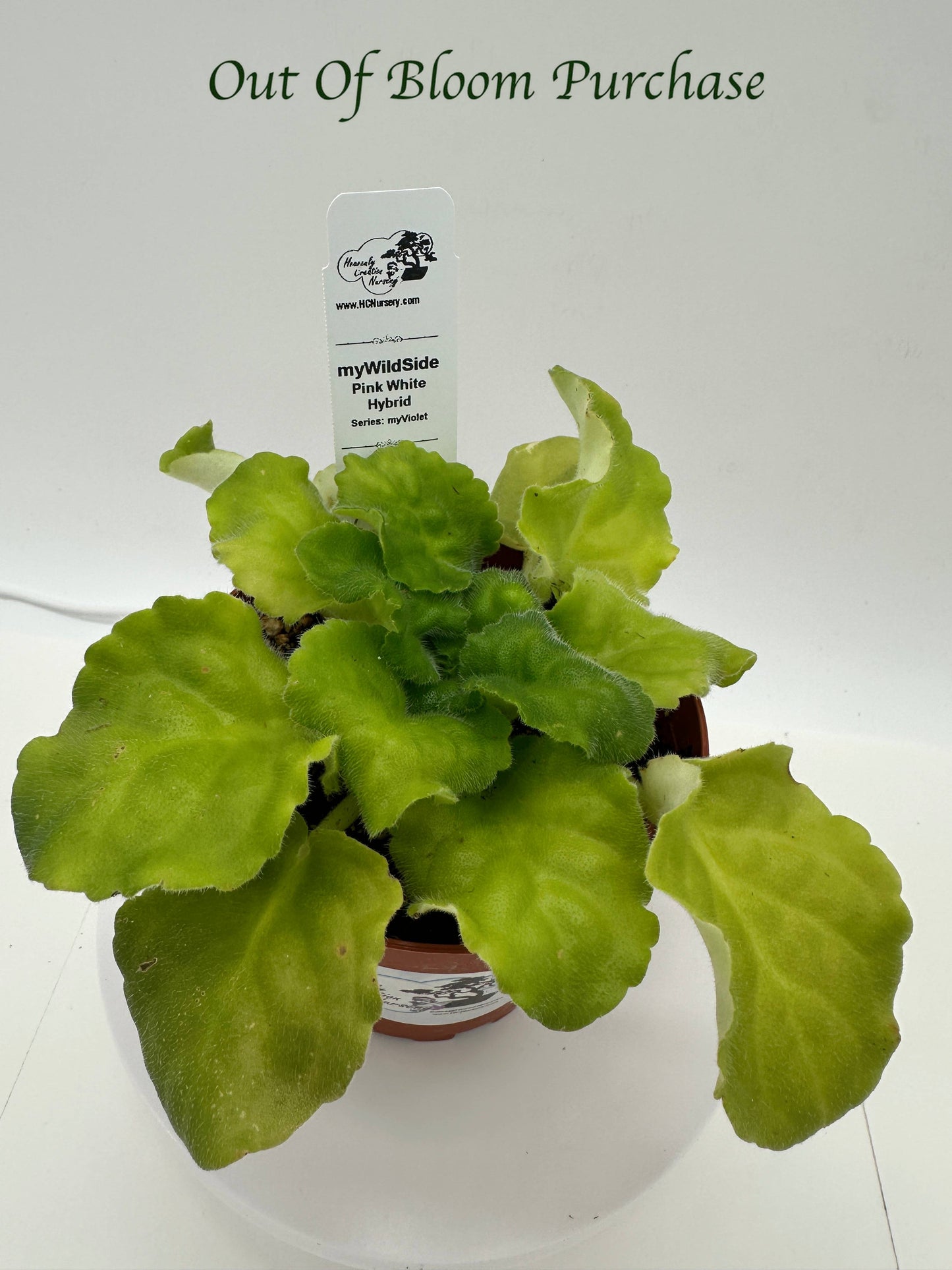 myWildSide - Pink/White Hybrid - Live African Violet 4" - Series: myViolet