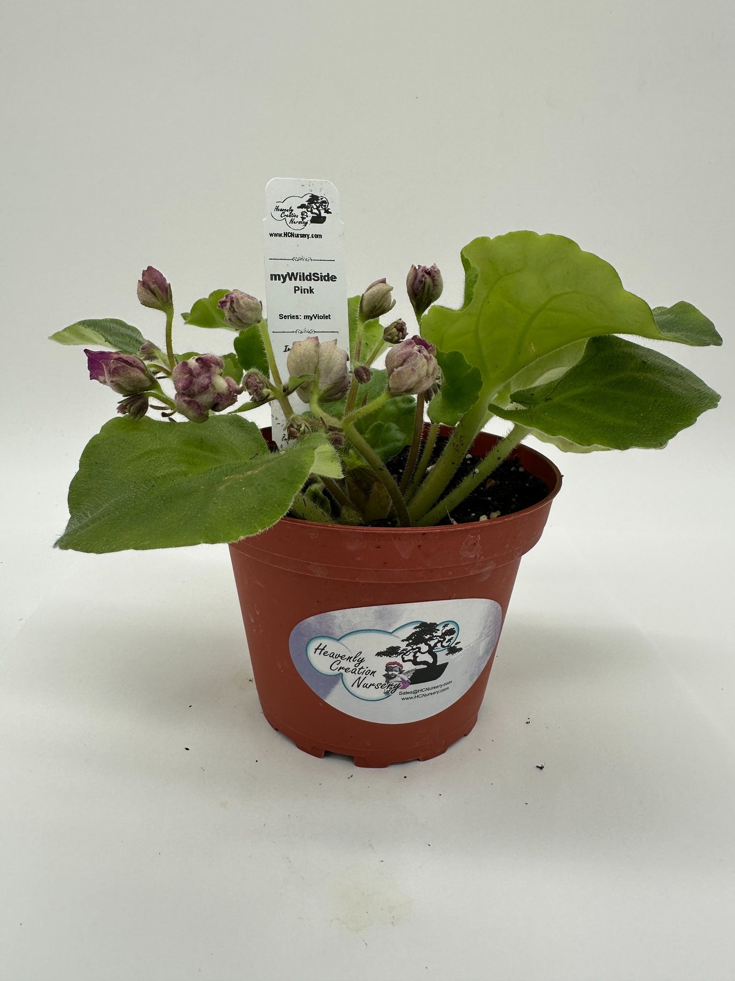 myWildSide - Pink - Live African Violet 4" - Series: myViolet