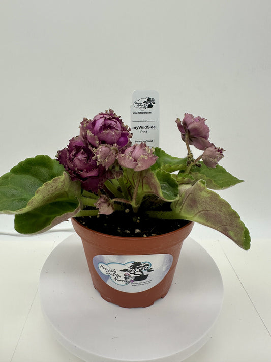 myWildSide - Pink - Live African Violet 4" - Series: myViolet